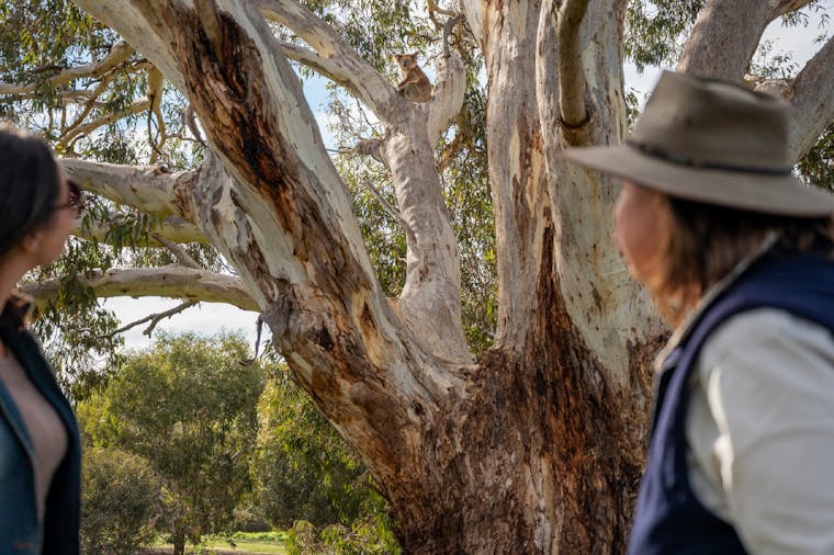 BRAND NEW TOUR Kangaroo Island Road to Recovery 1 Day1 Night