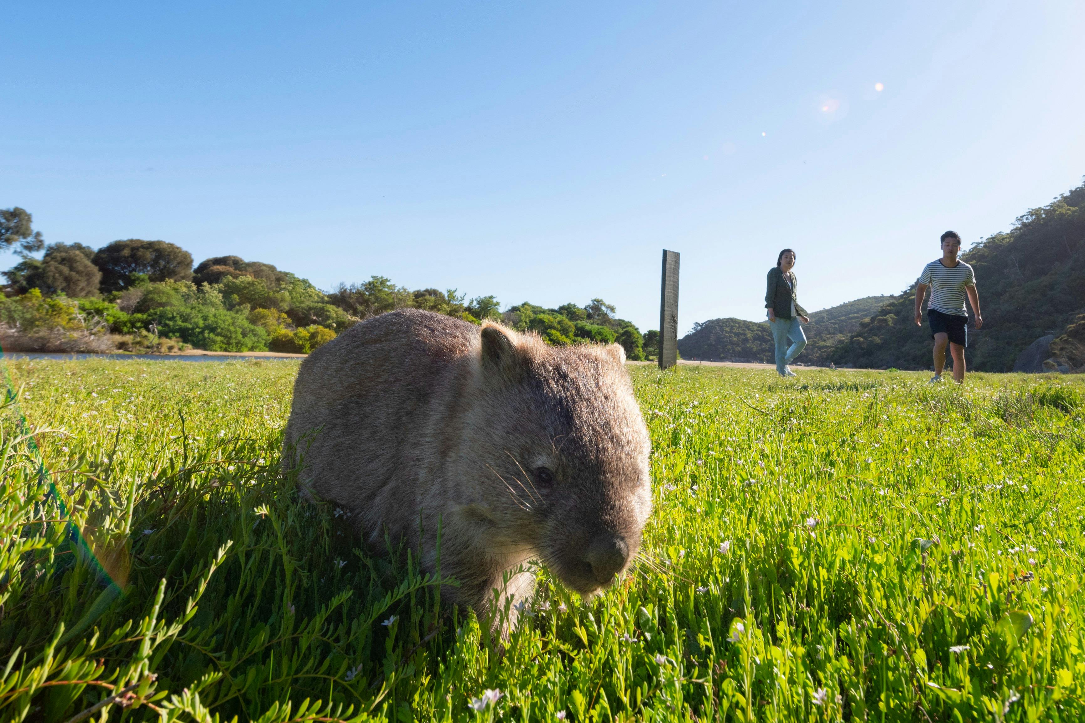 Wombat