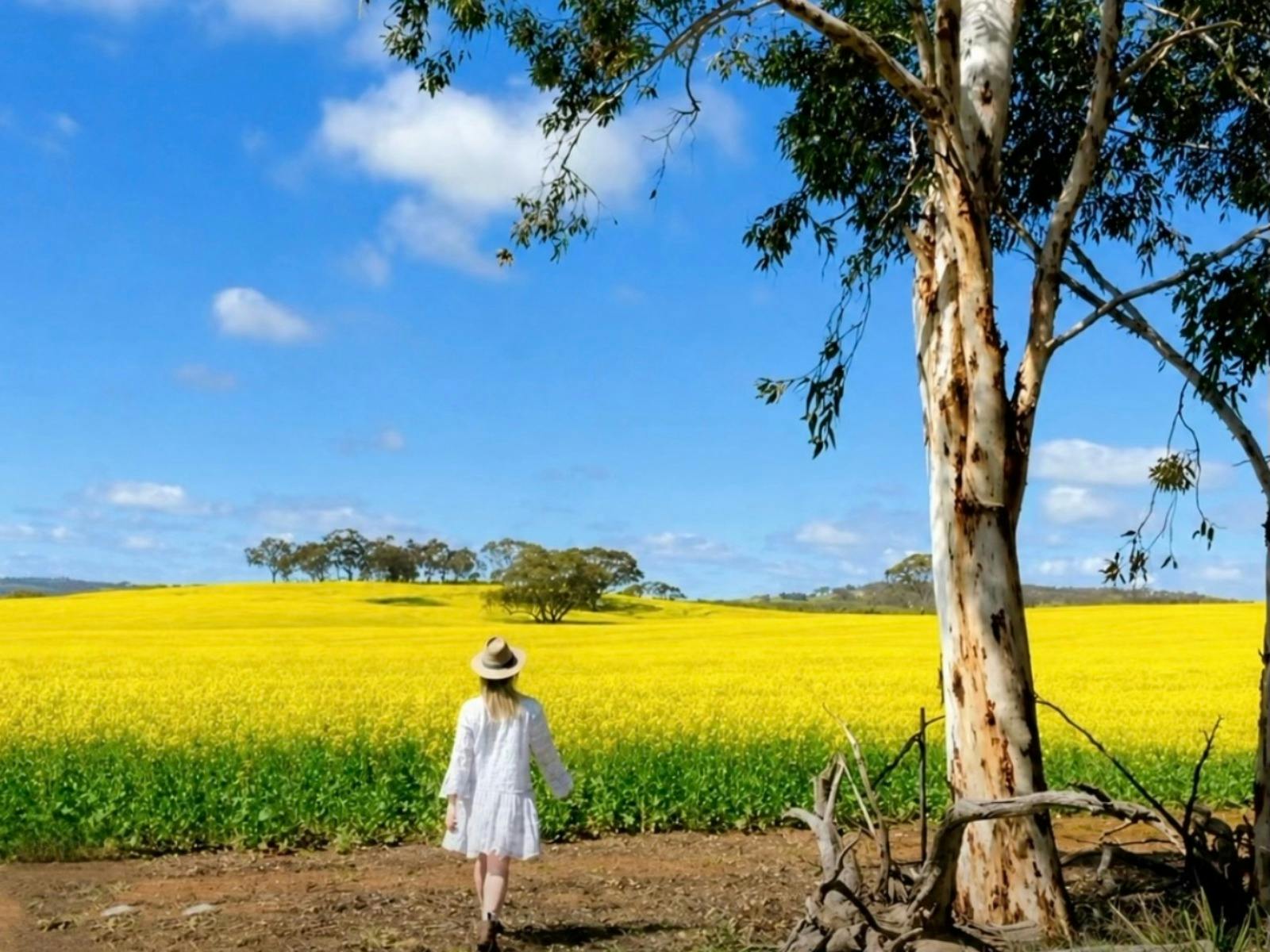 Wildflowers, Canola Fields and Historic New Norcia Day Tour