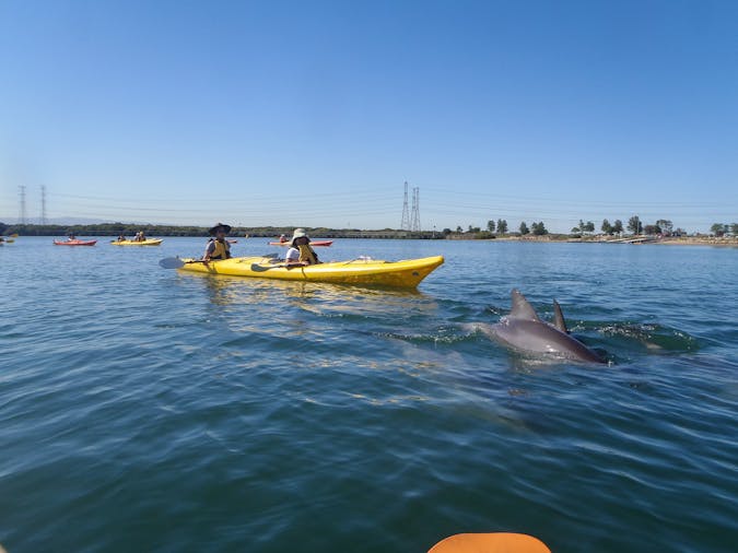 School Holidays Kids Dolphin and Ship Wreck Adventure