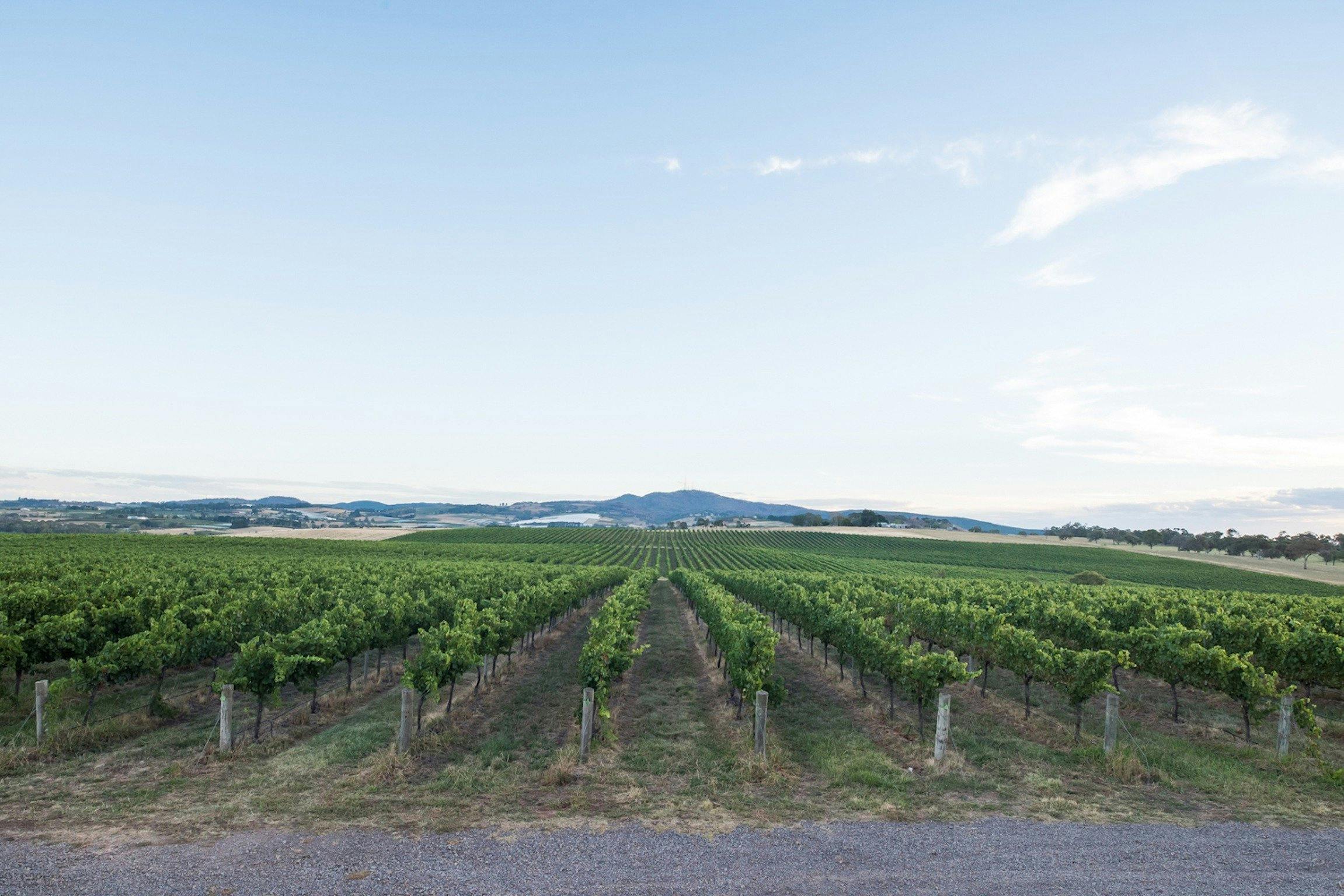 See Saw vine and Mt Canobolas, Orange