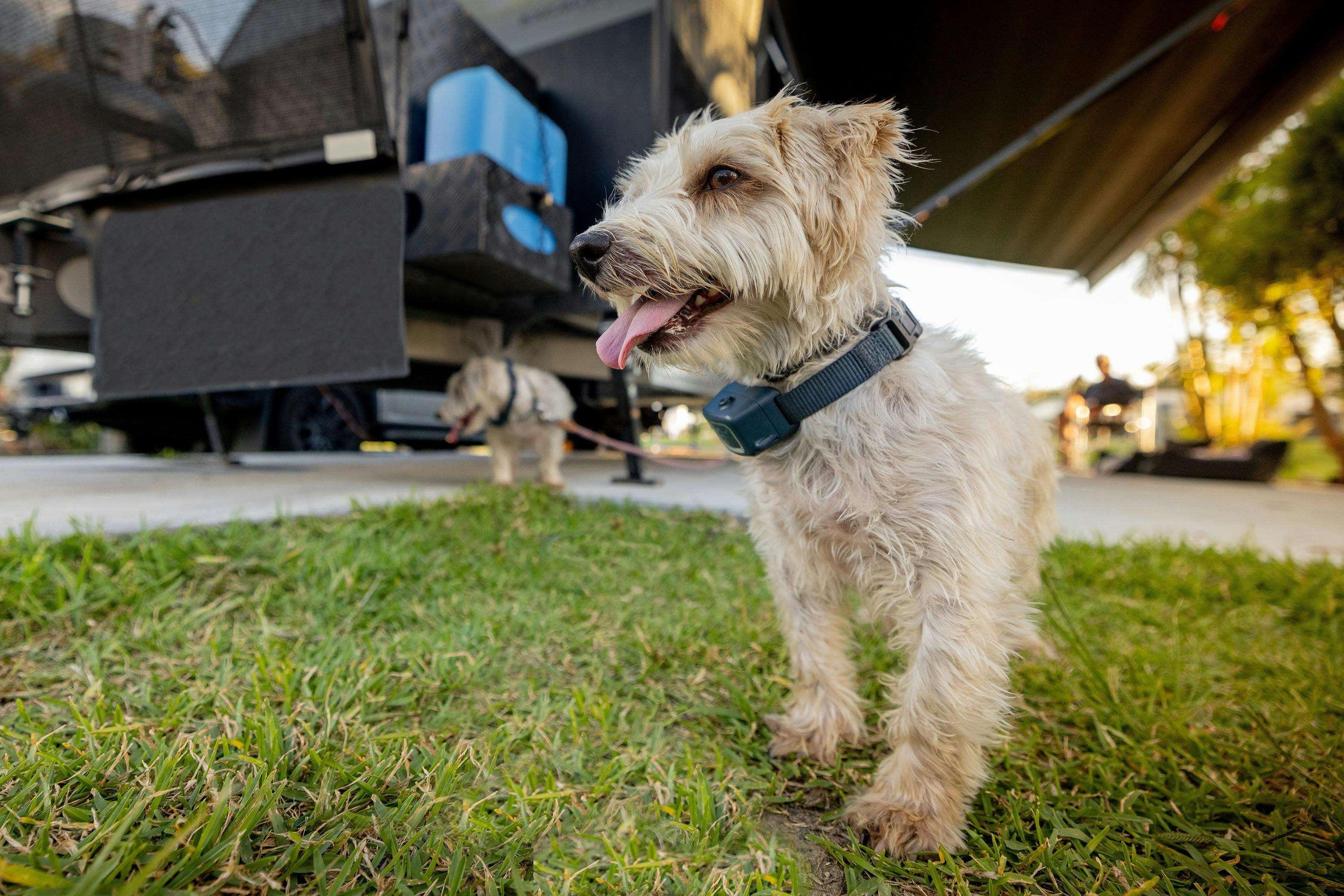 BIG4 Karuah Jetty Holiday Park dog friendly