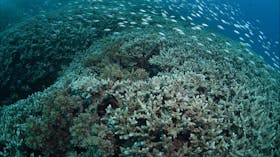 Coral Gardens