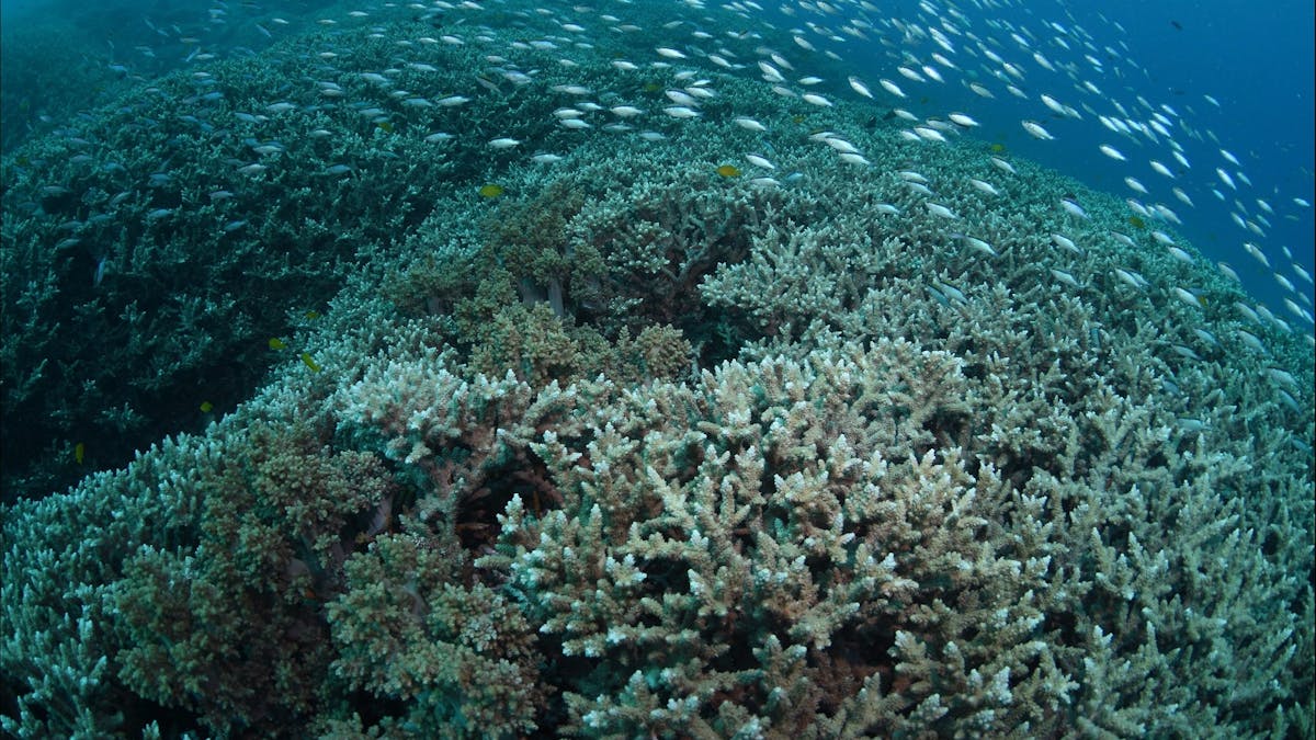 Coral Gardens