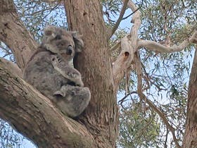 There are over 6,000 Koalas on the island.