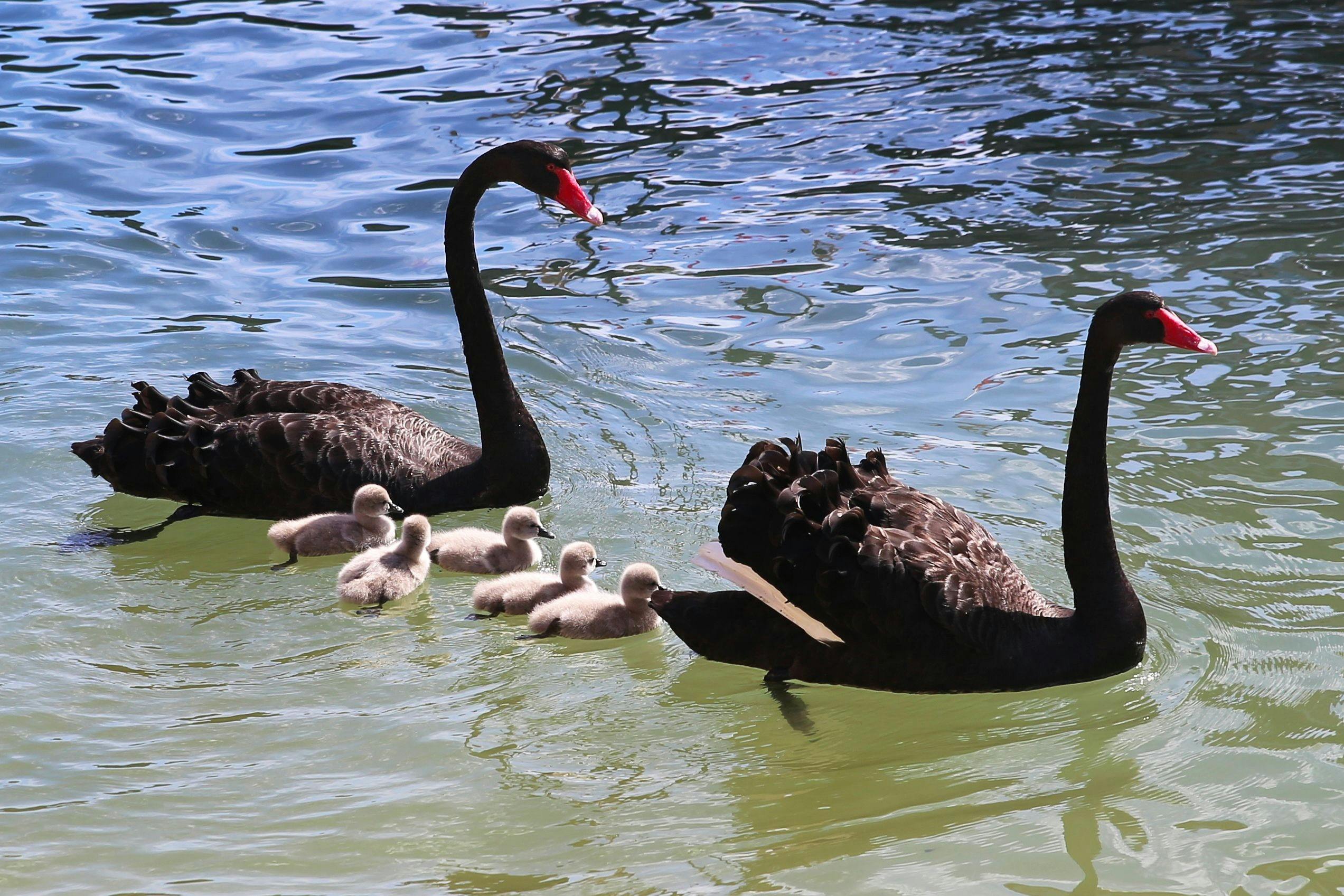 black swans