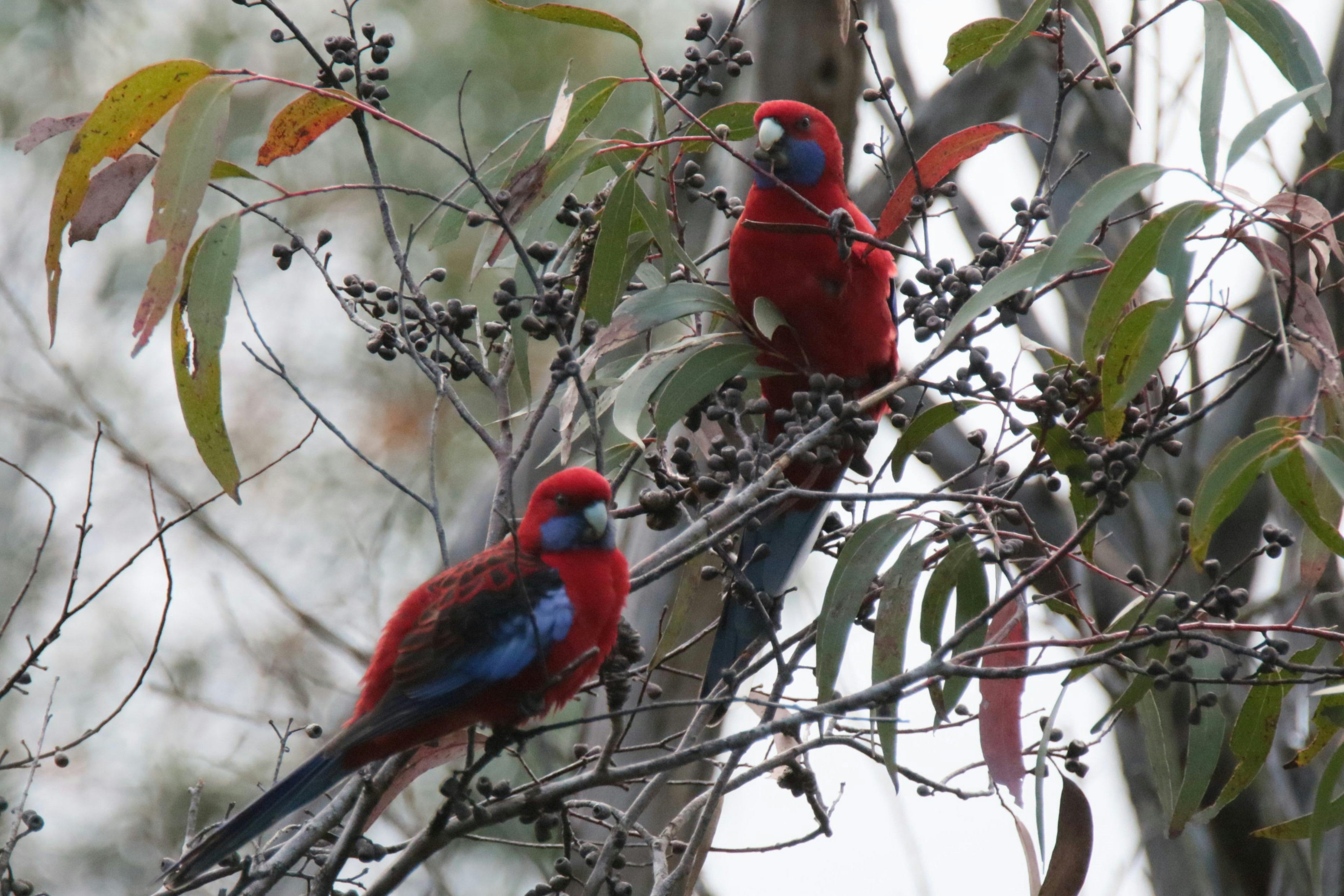 Two Crimson Rosellas feeding in a Eucalypt Tree