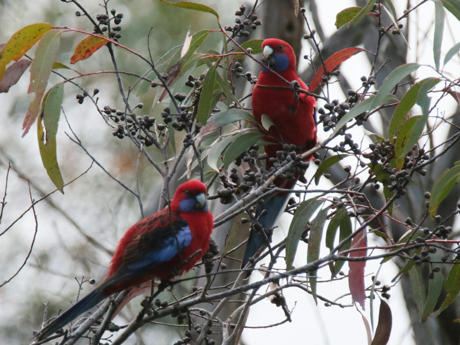 Two Crimson Rosellas feeding in a Eucalypt Tree
