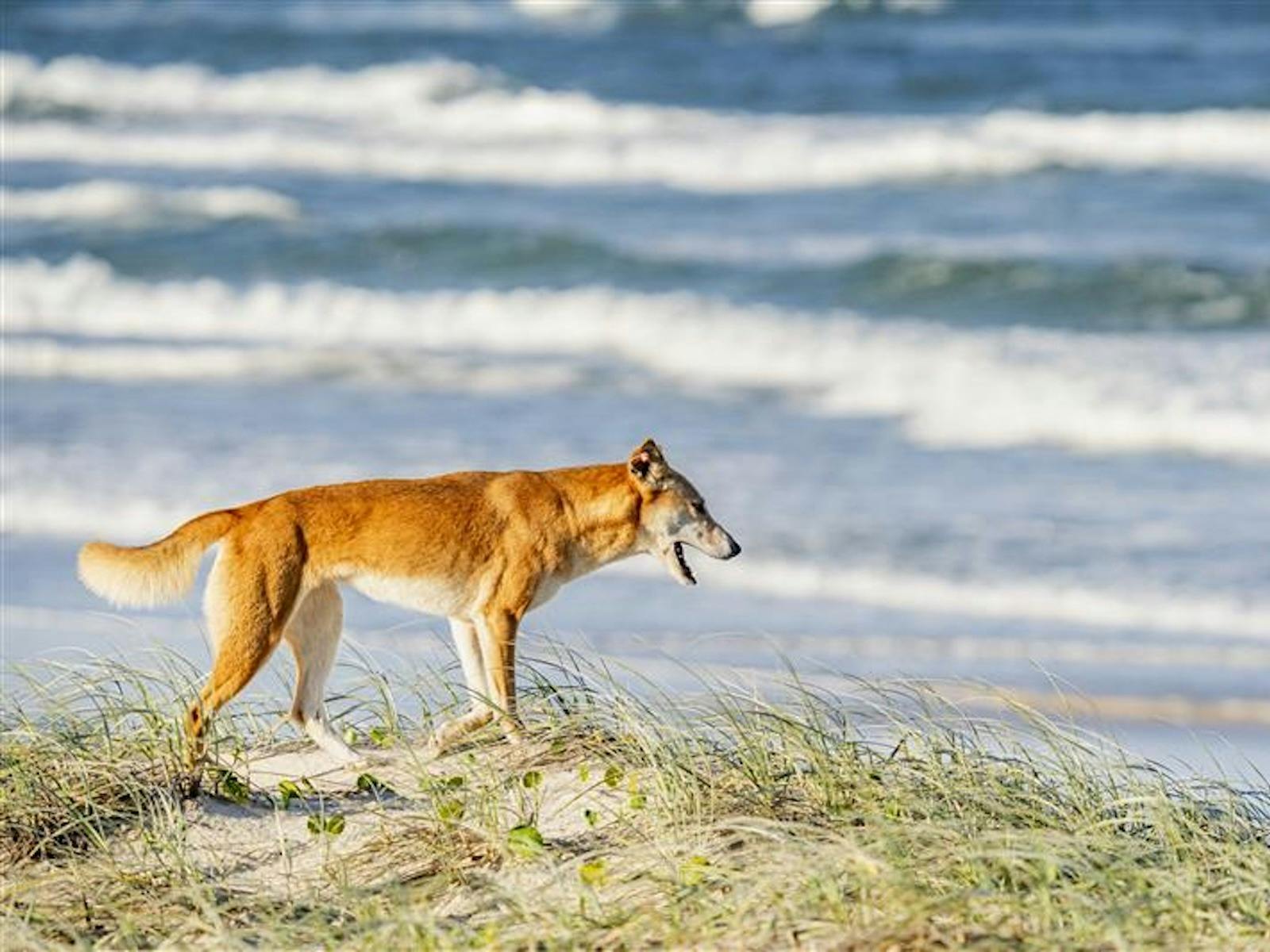 Adventure 4WD Hire - Rainbow Beach/ K'gari (Fraser Island)