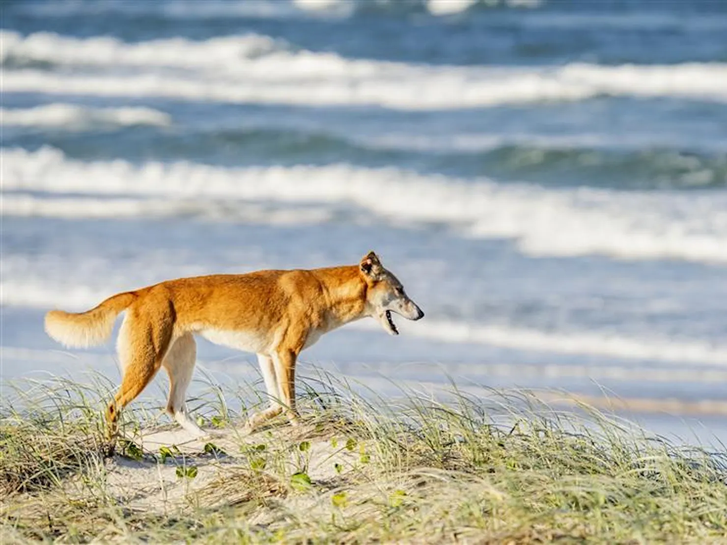 Adventure 4WD Hire - Dingo on the beach