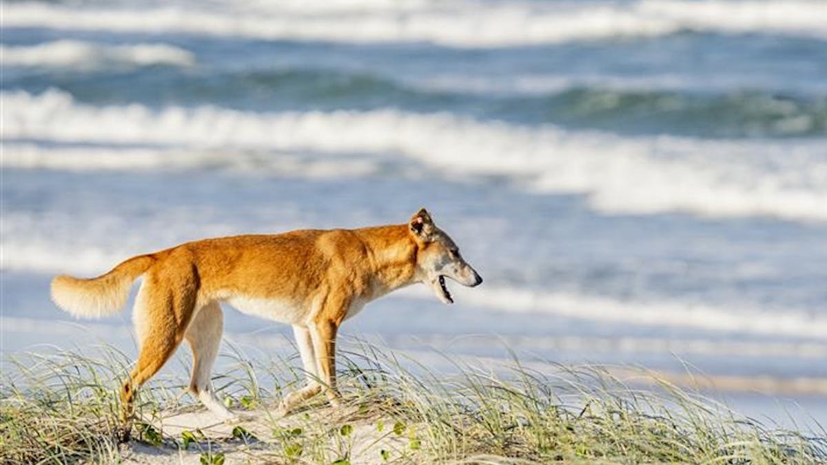 Adventure 4WD Hire - Dingo on the beach