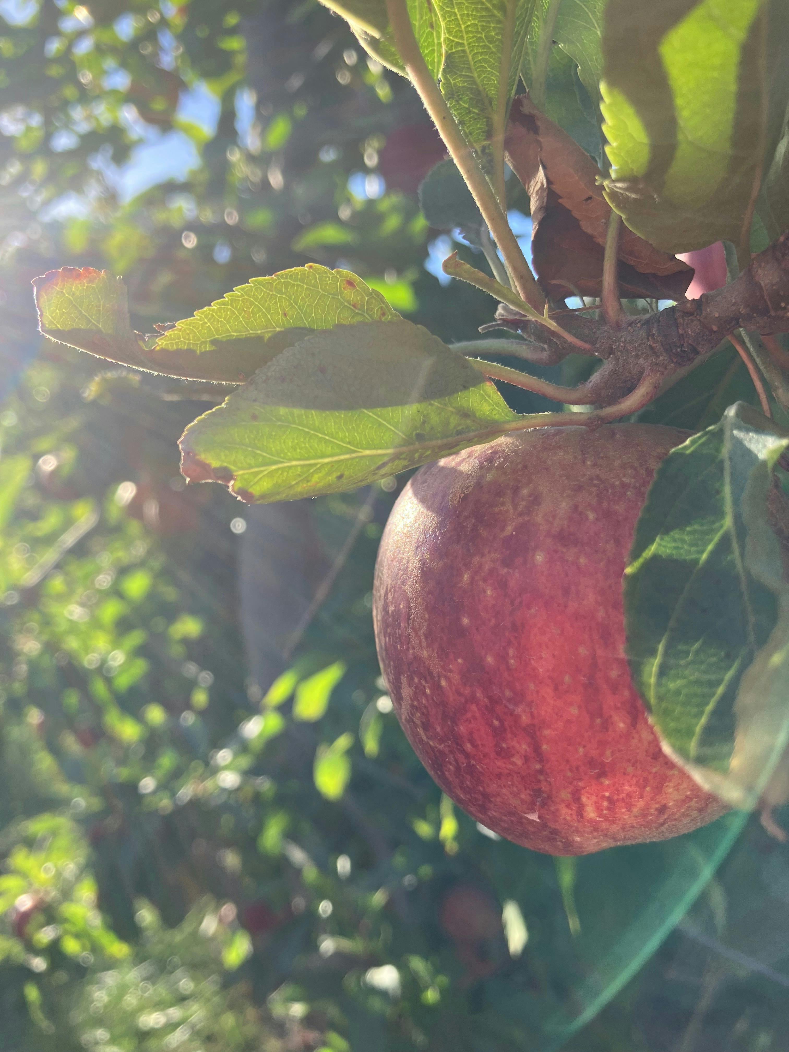 ANZAC DAY Apple Picking  @Lenswood