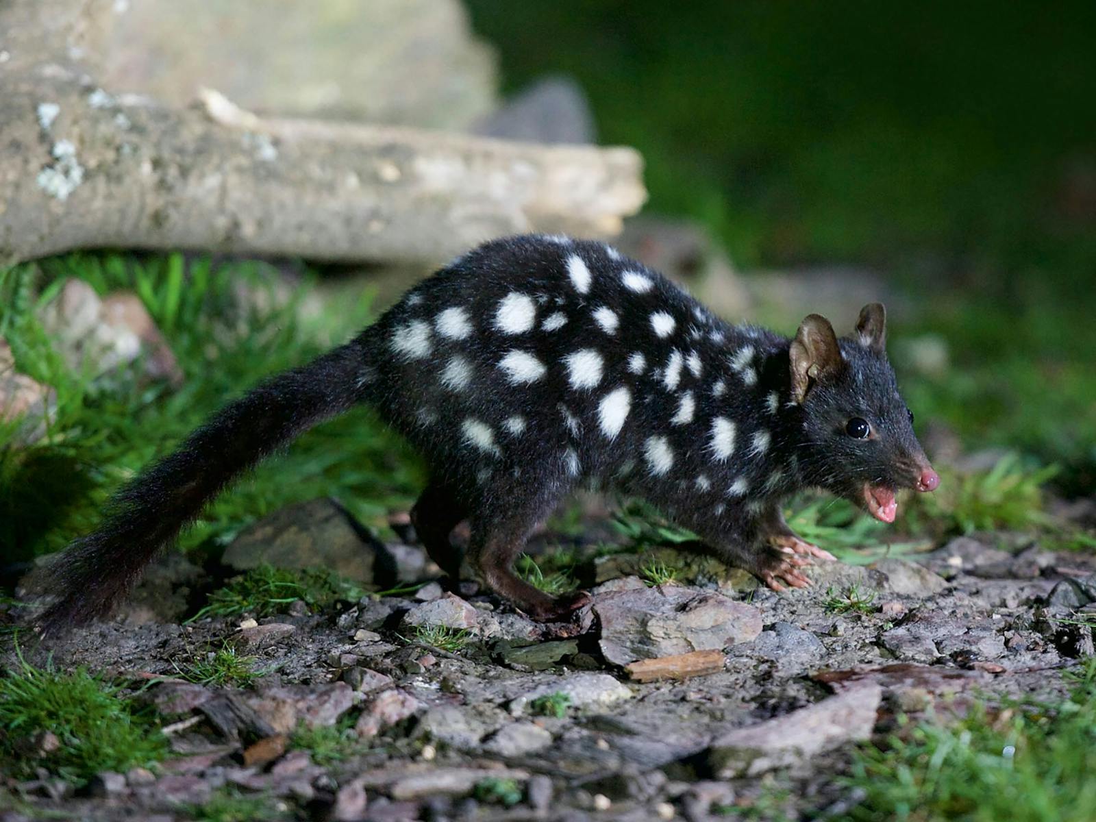 black eastern quoll