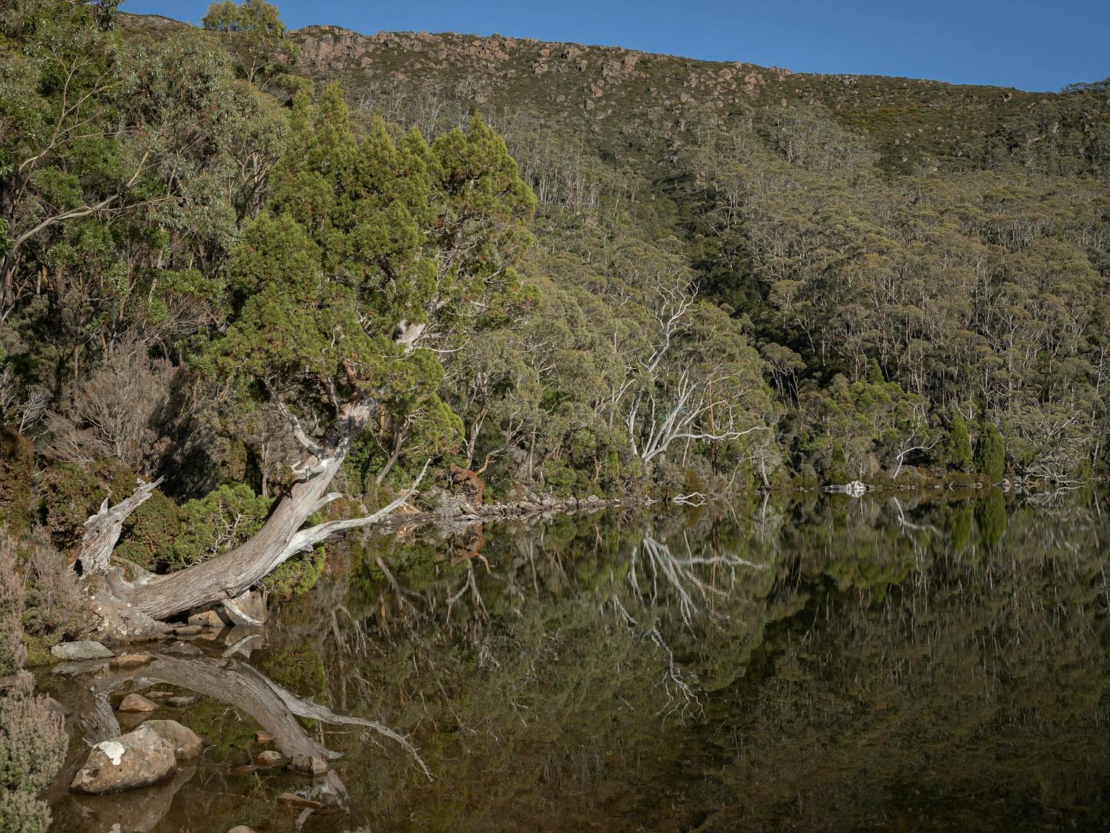 King Billy Pine tree reaching over Lake Dobson with forest around lake's edge
