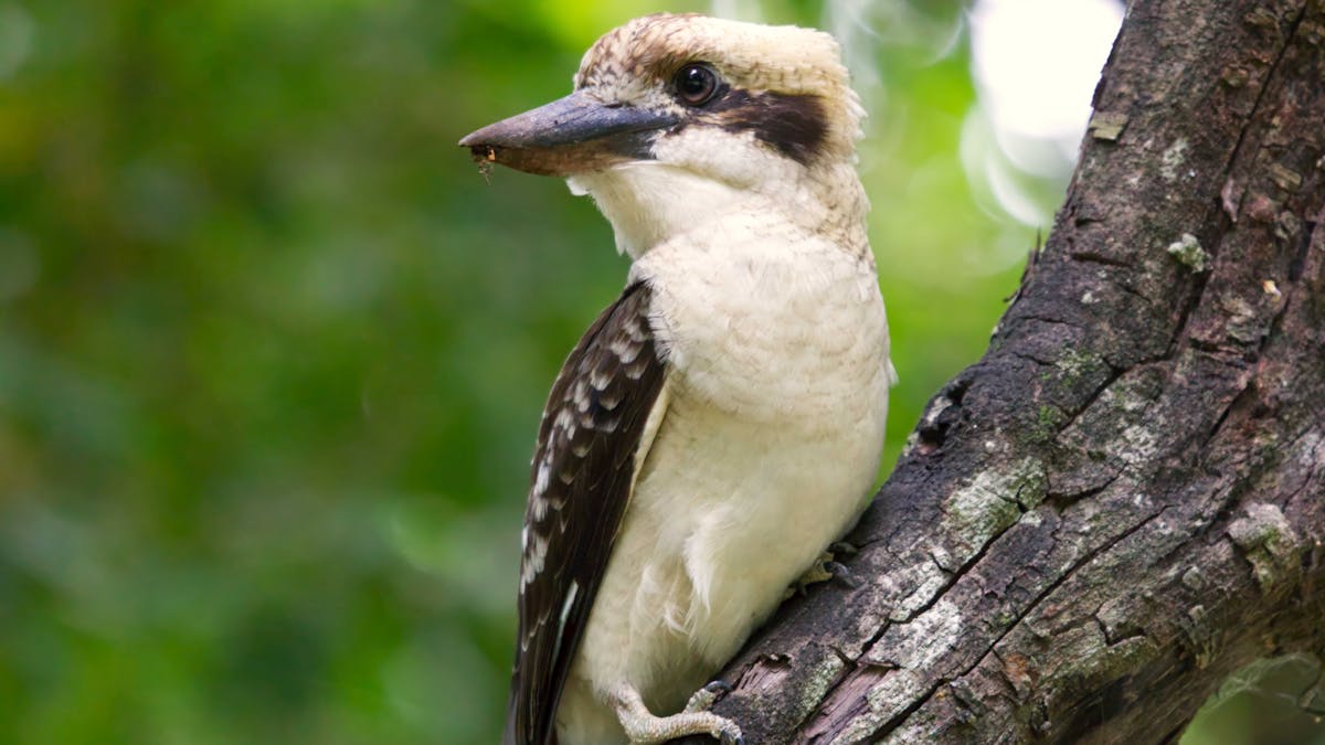 Laughing Kookaburra - Cairns south