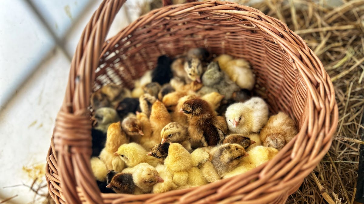 Chicks