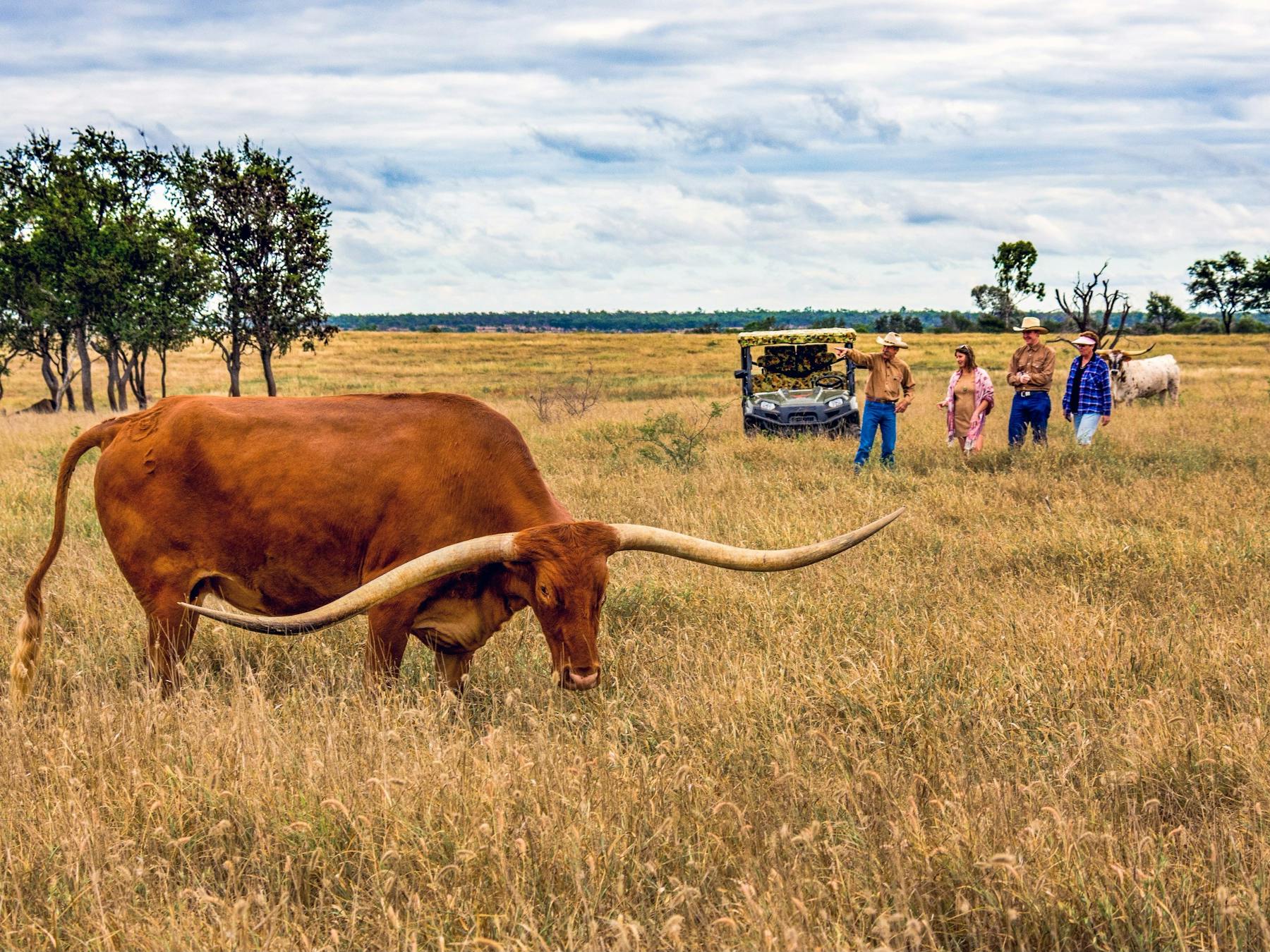 Charters Towers Texas Longhorns