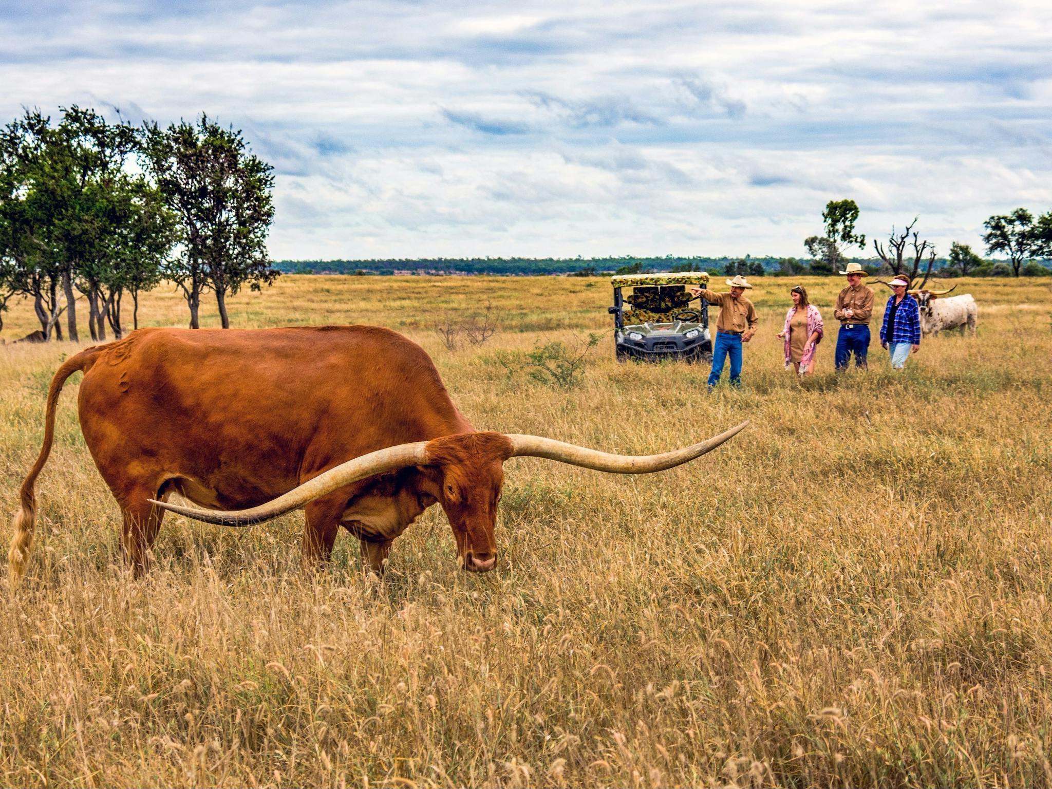 Charters Towers Texas Longhorns