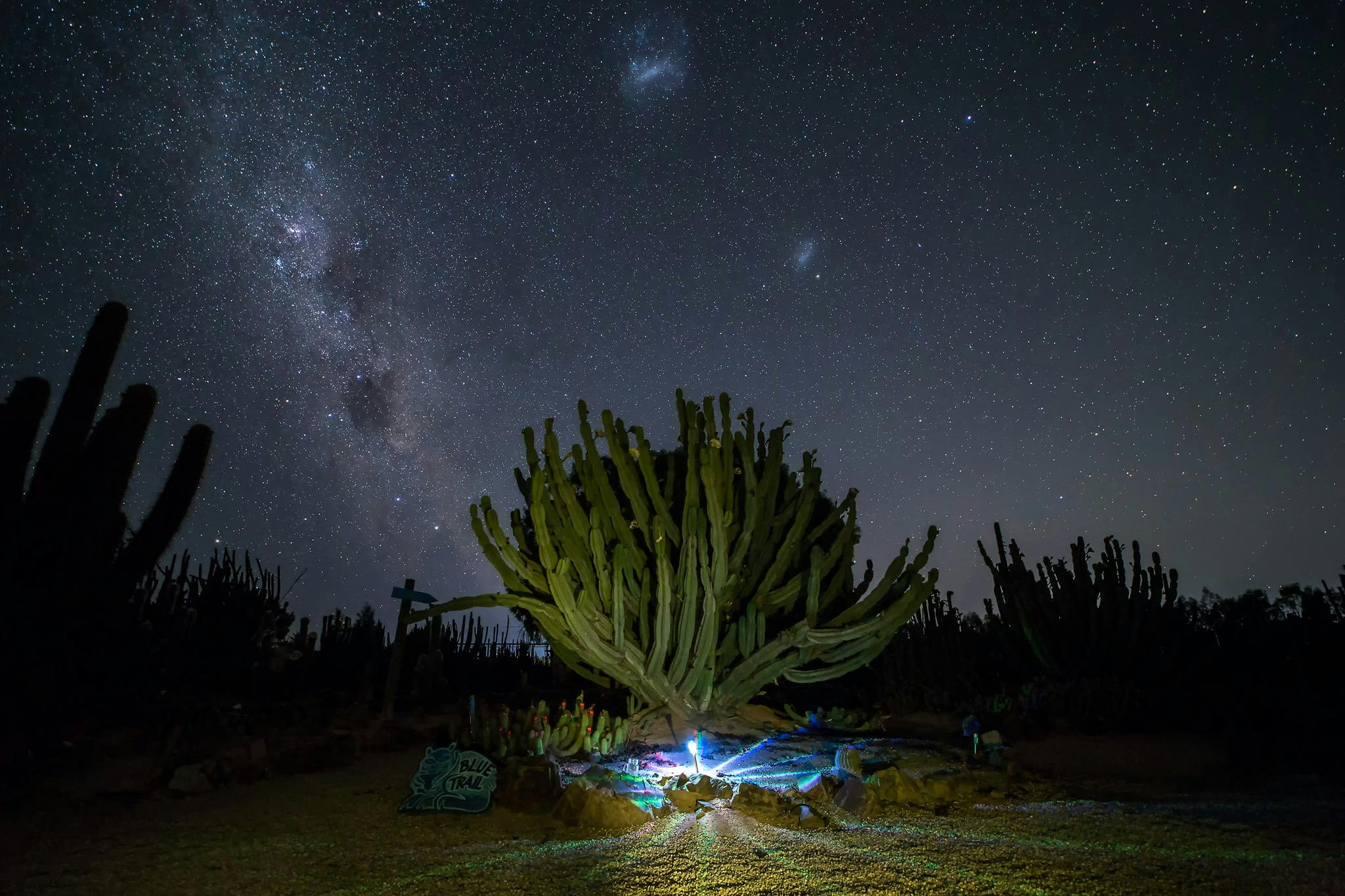 cactus night