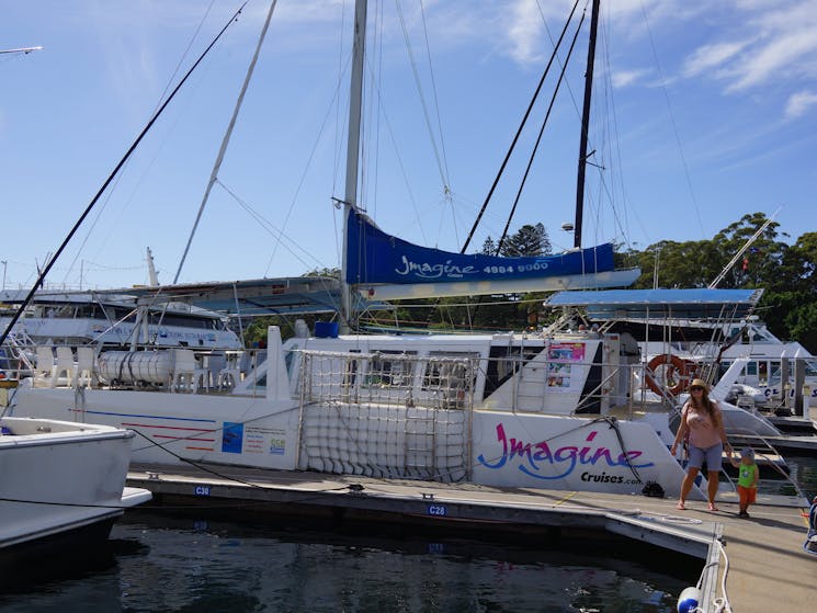 Catamaran for  Whales / Dolphins Cruises