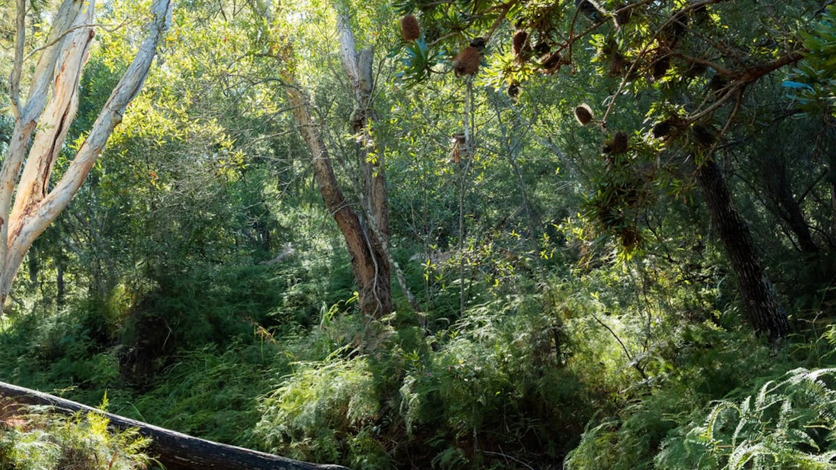 Seay's Creek