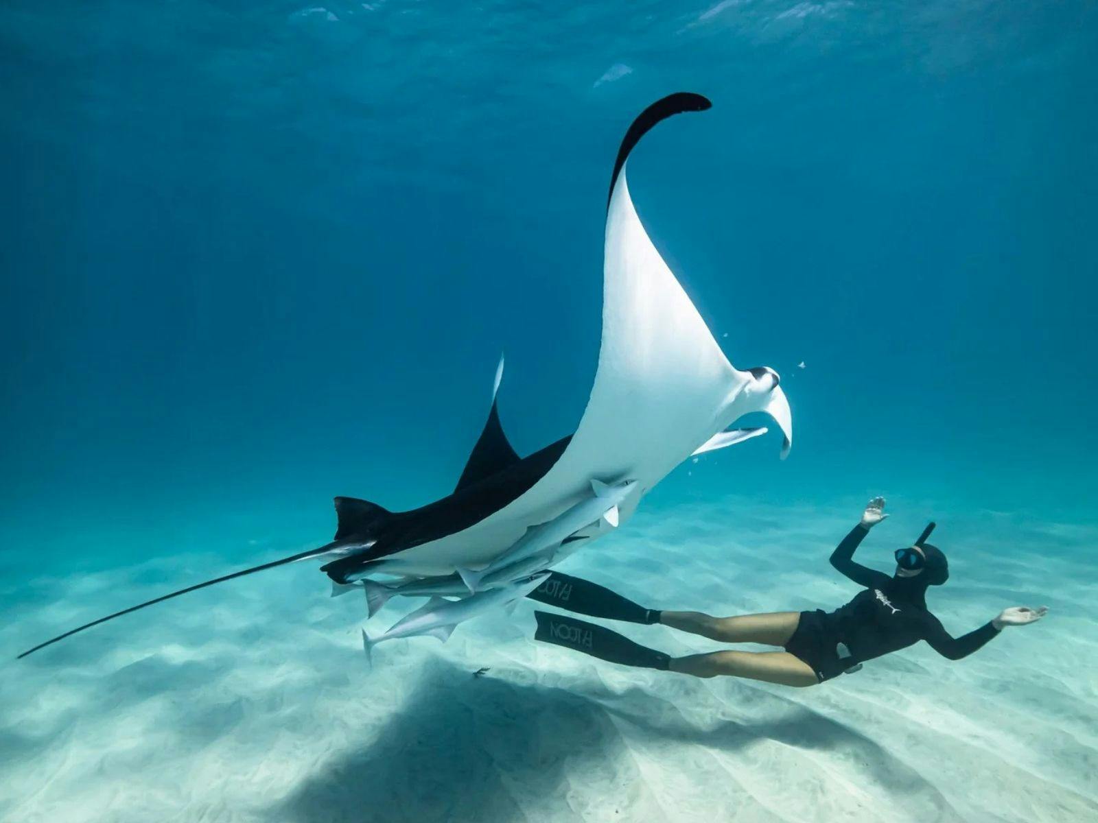 Ocean Film Festival World Tour