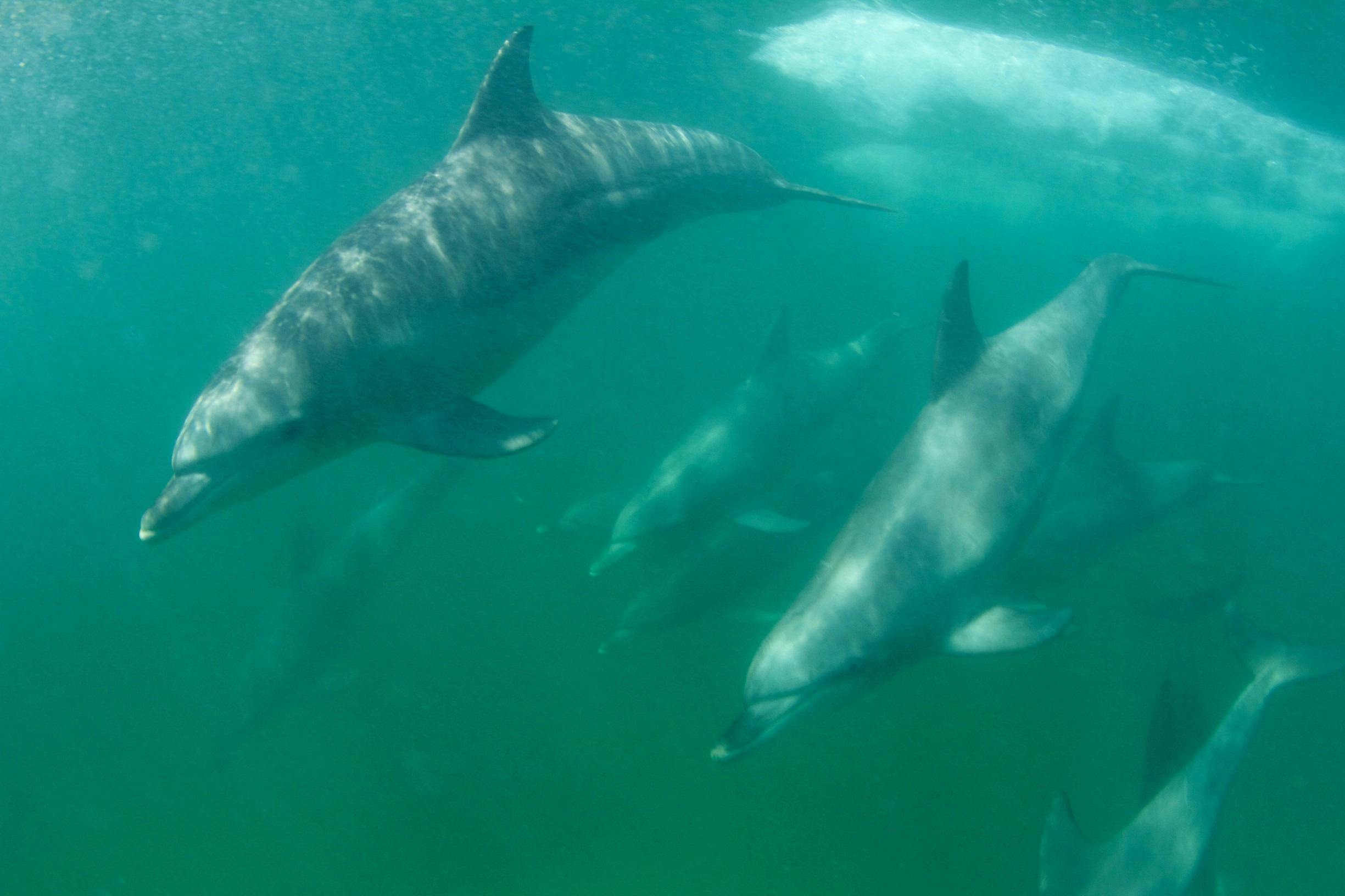 Dolphins playing near Rockingham, Western Australia