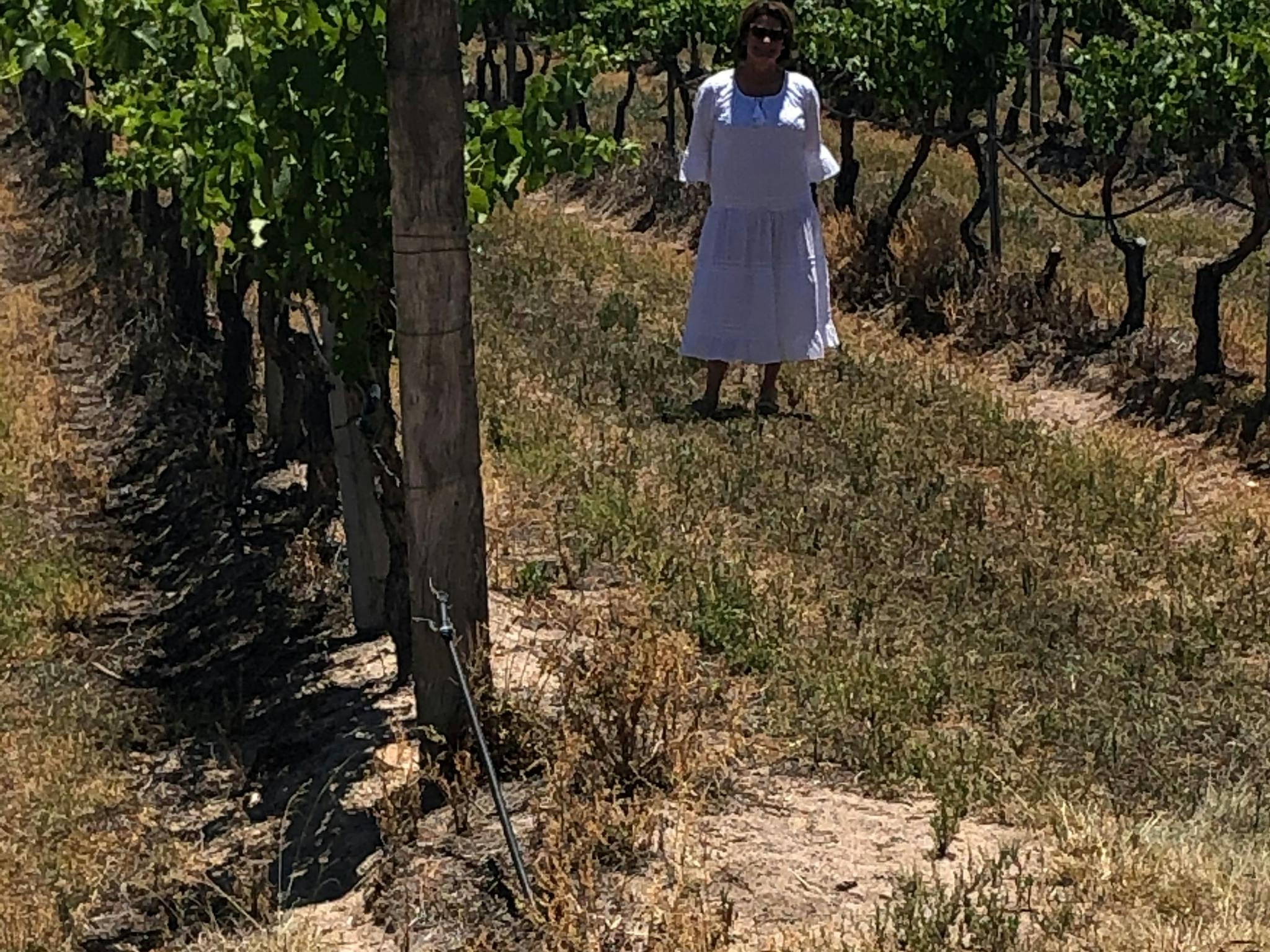 Plenty of time to explore the vineyards Plenty of time to explore the vineyards