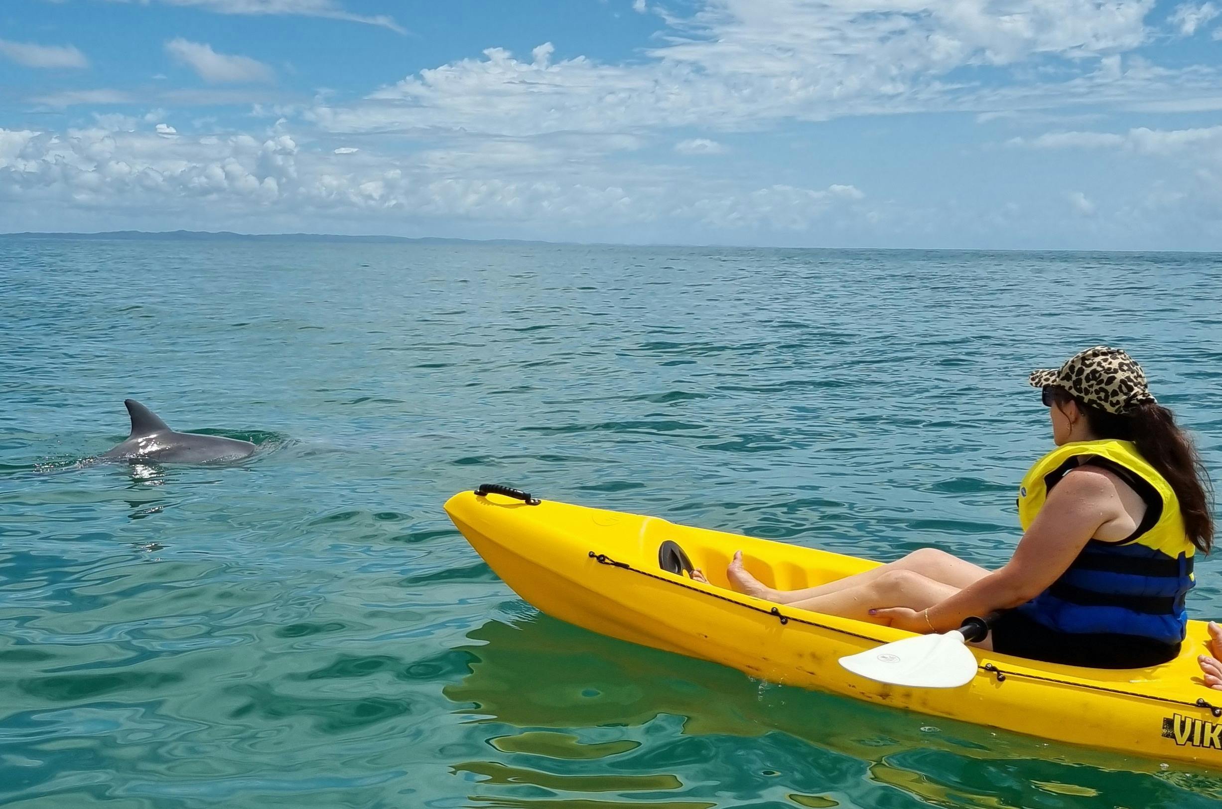 Close dolphin encounter kayaking tour noosa