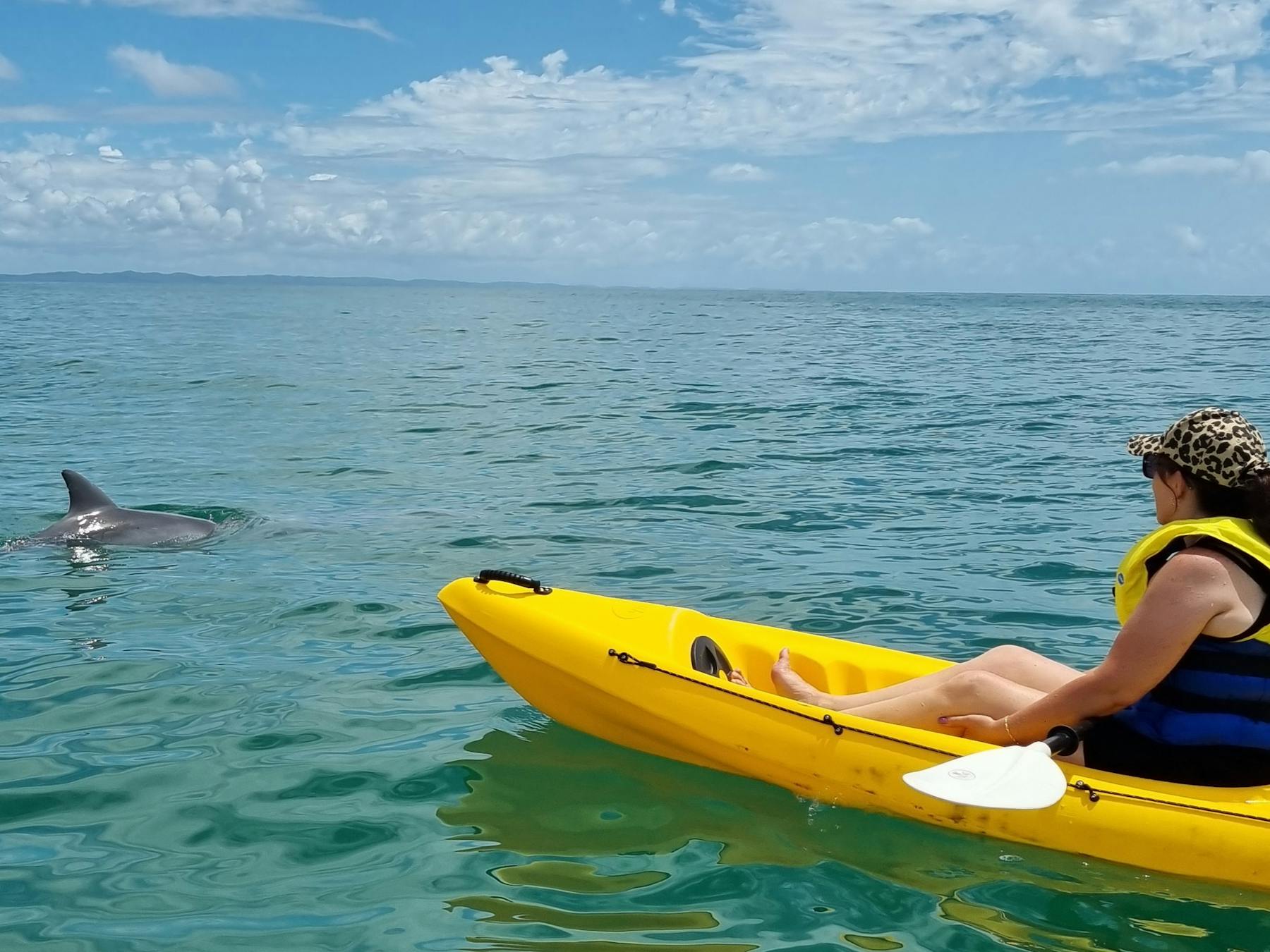 Close dolphin encounter kayaking tour noosa