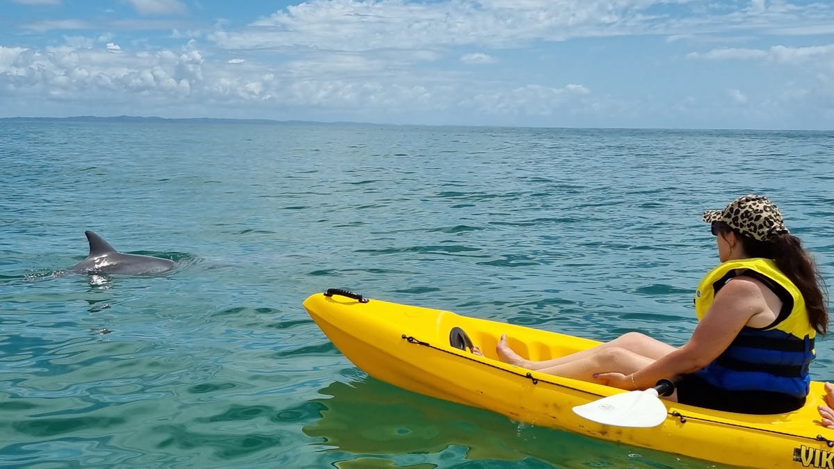 Close dolphin encounter kayaking tour noosa