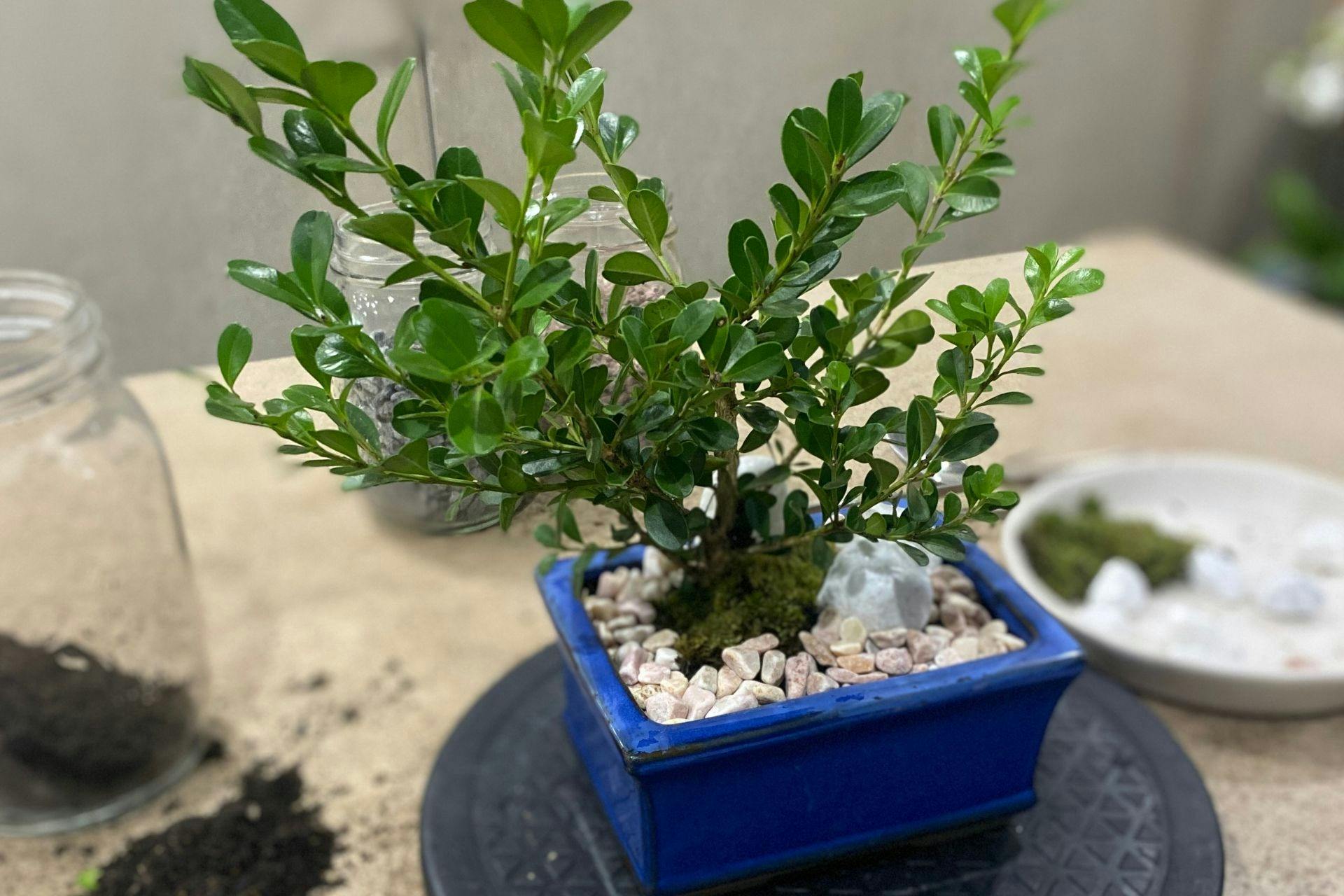 Micro-penjing garden workshop