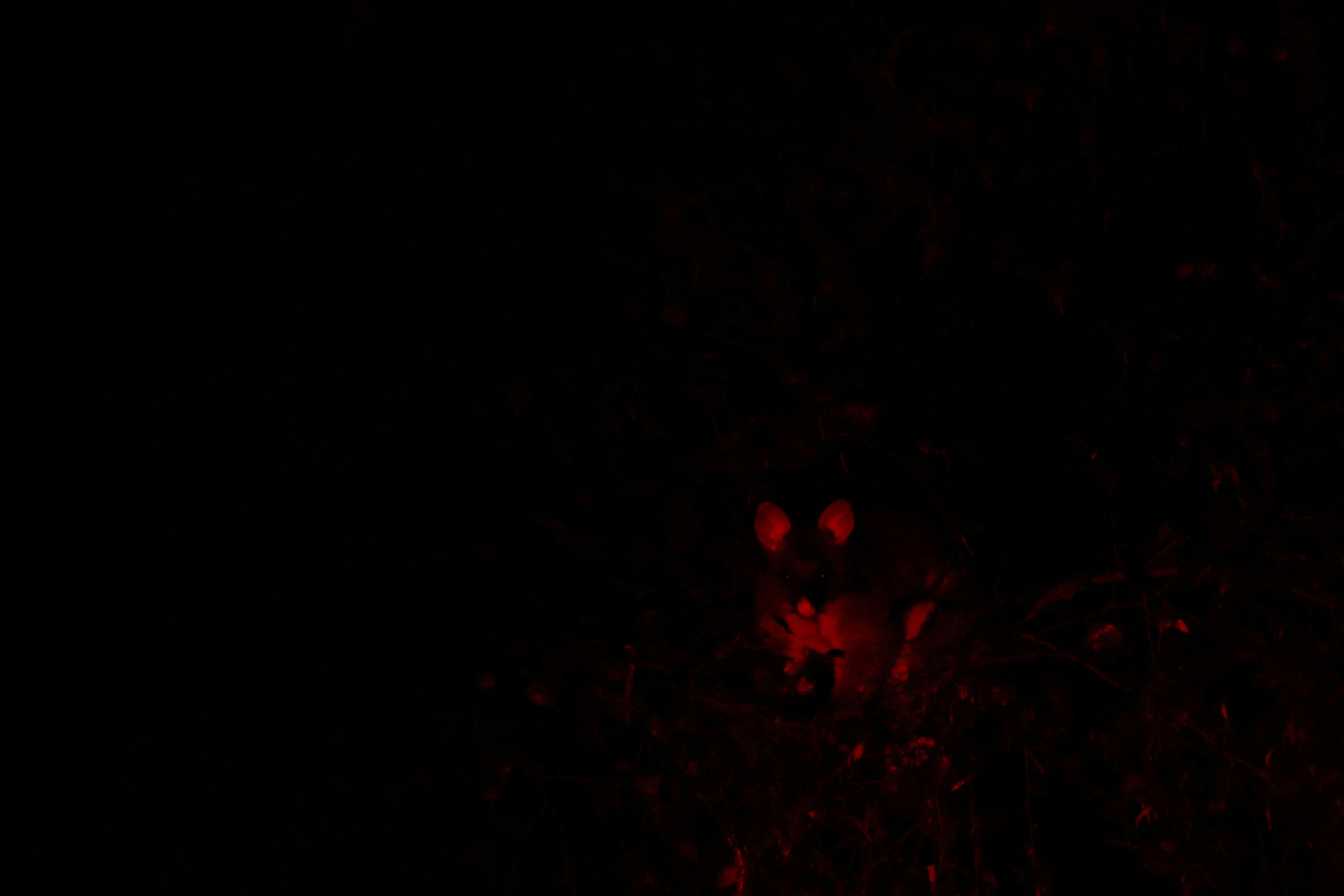 A Common Brush-tailed Possum sitting in tree at night, light up by a red spotlight.
