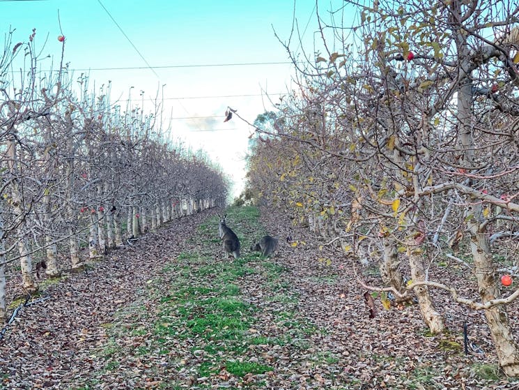 Winter is a beautiful time to walk through the orchard and see the wildlife and listen to the birds