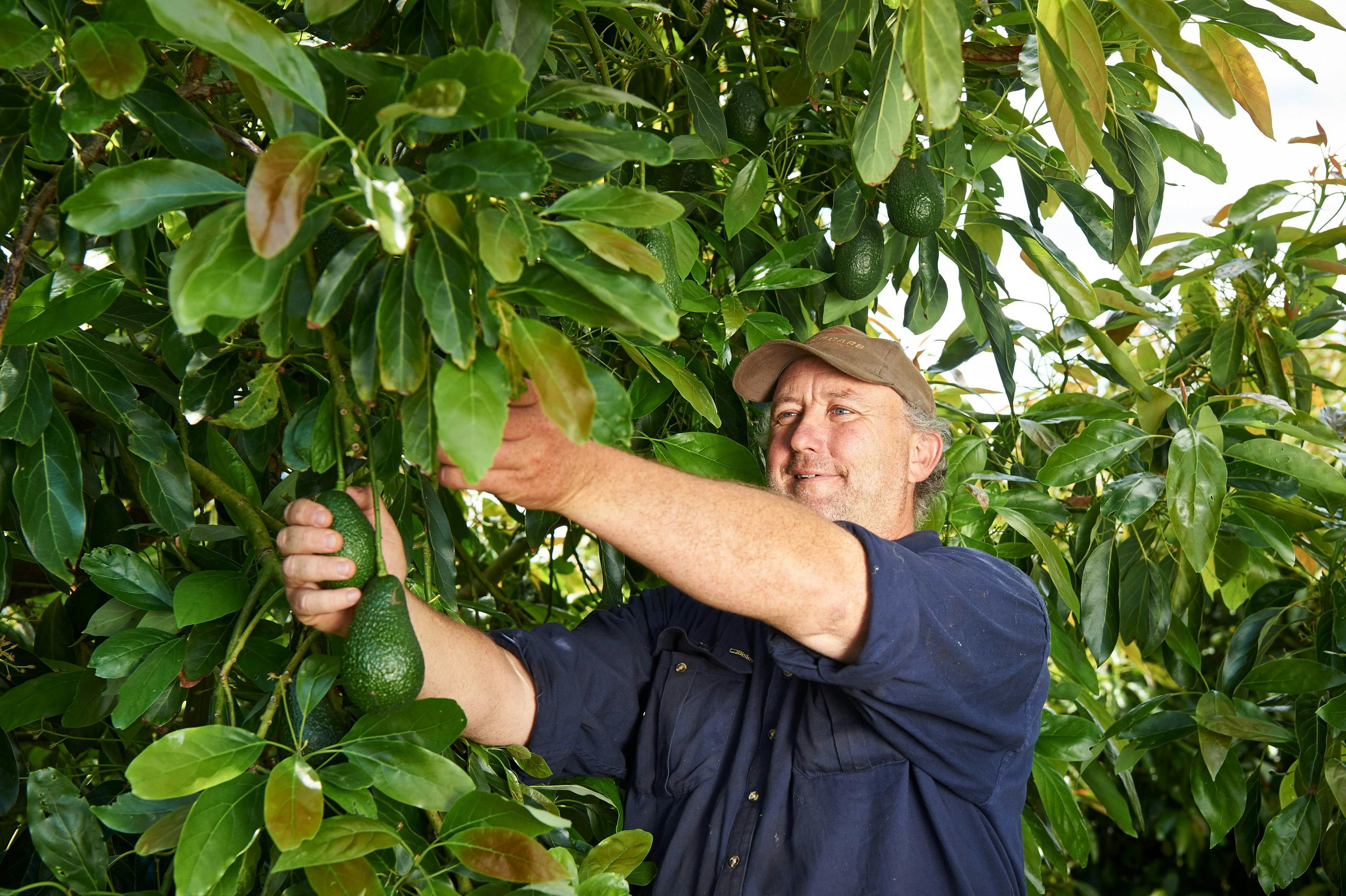 fruit picking avos