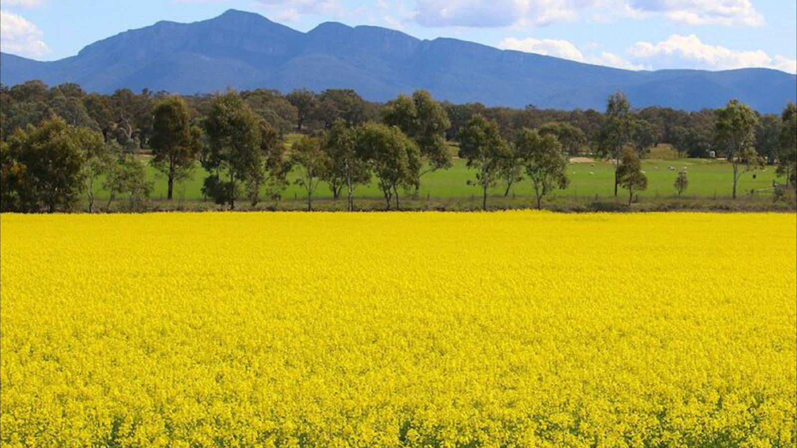 Grampians Landscape
