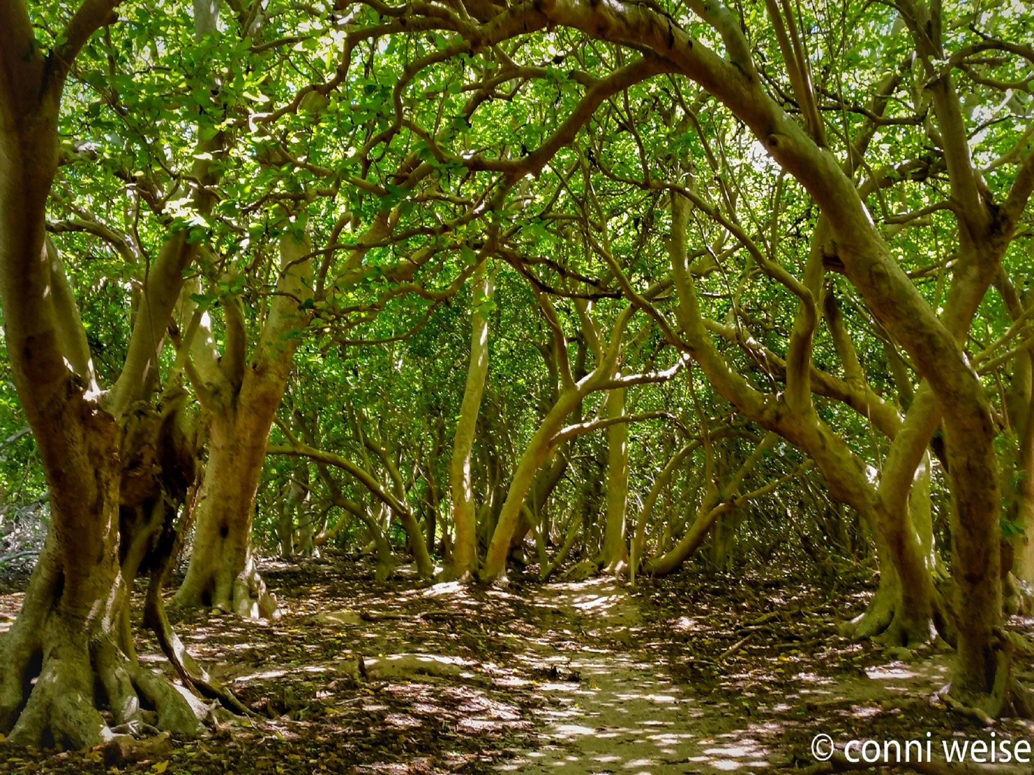 North West Island Flora