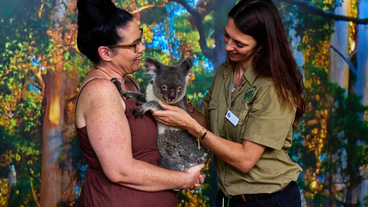 A wildlife keeper is passing a koala to a lady for a Koala Photo Experience.