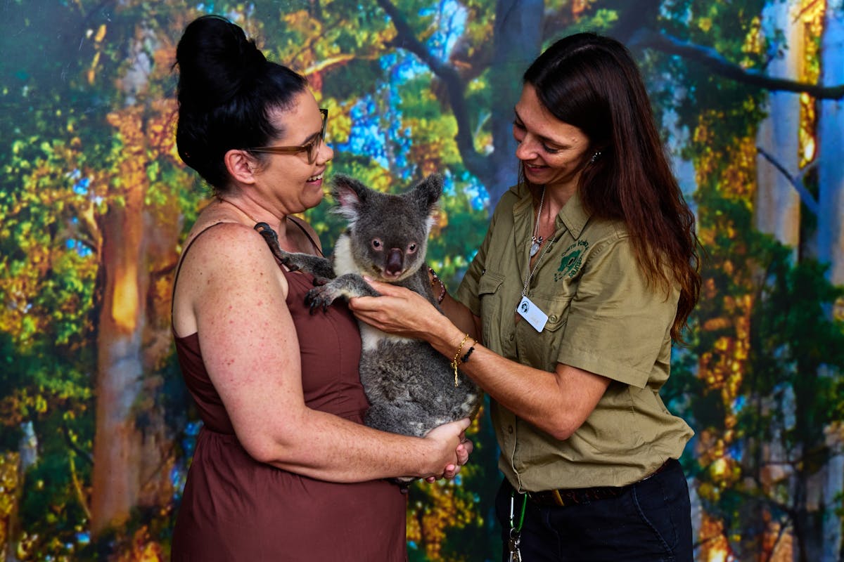 A wildlife keeper is passing a koala to a lady for a Koala Photo Experience.