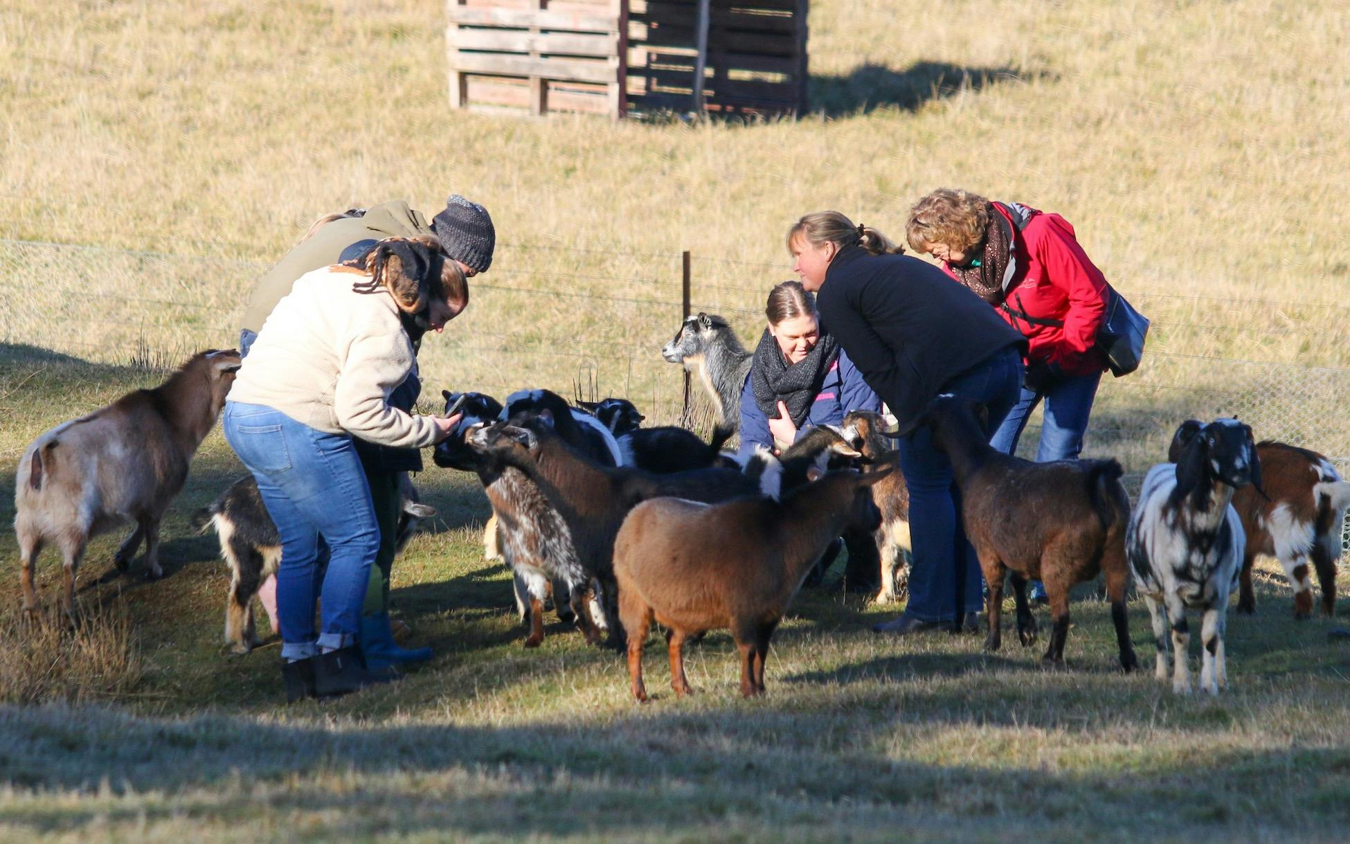 Guests feeding the goats