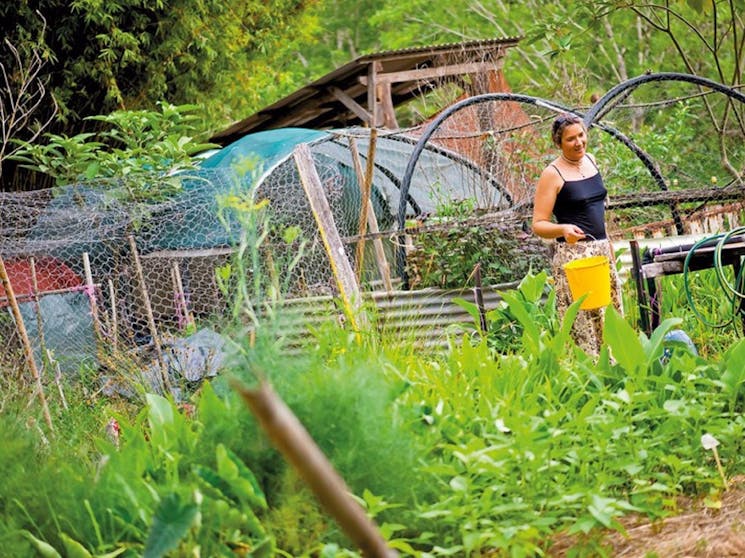 Djanbung Permaculture Gardens