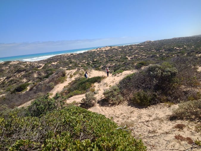 Sandhill Explorer