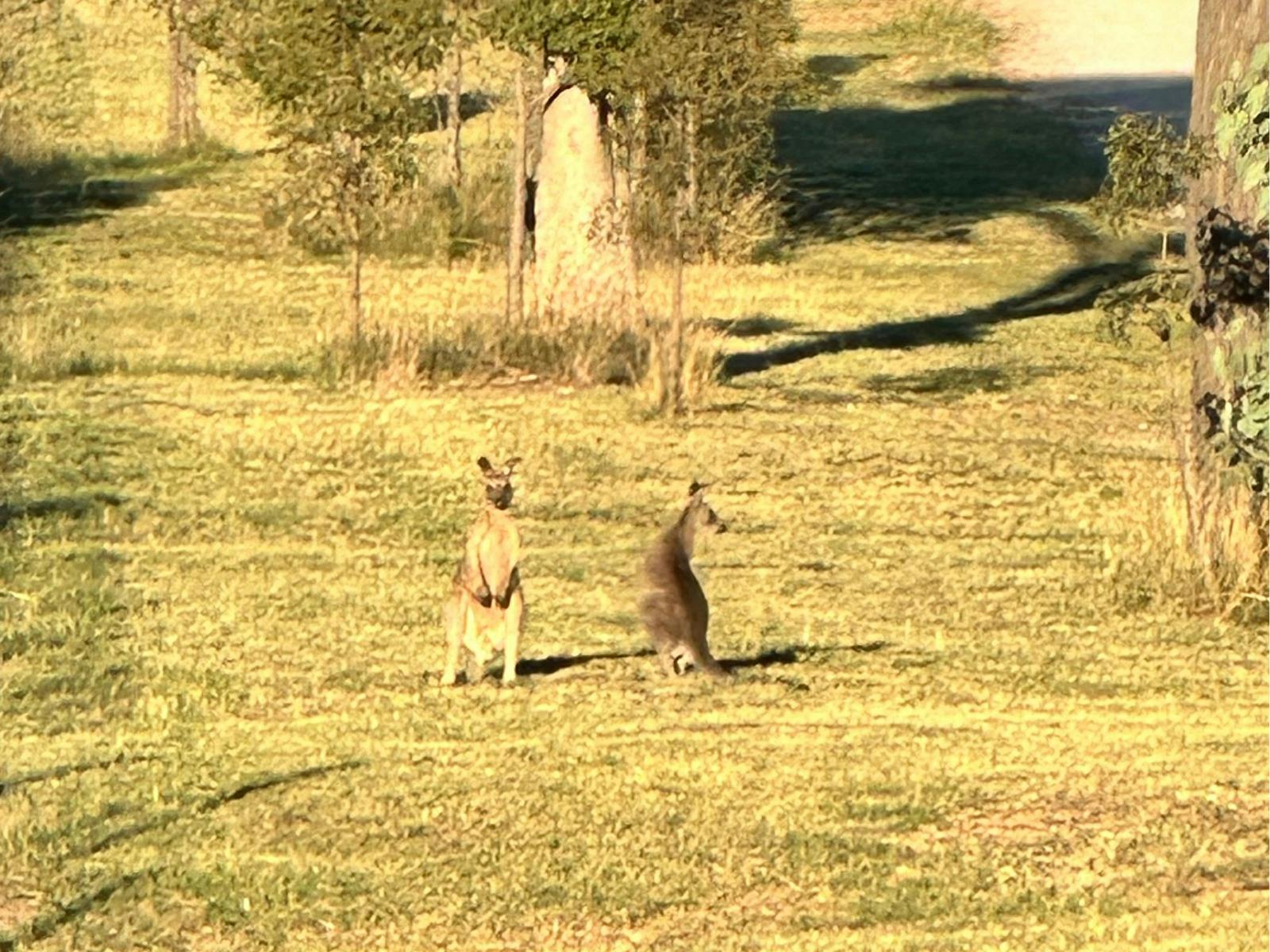 Kangaroos Tuscany Truffle Farm