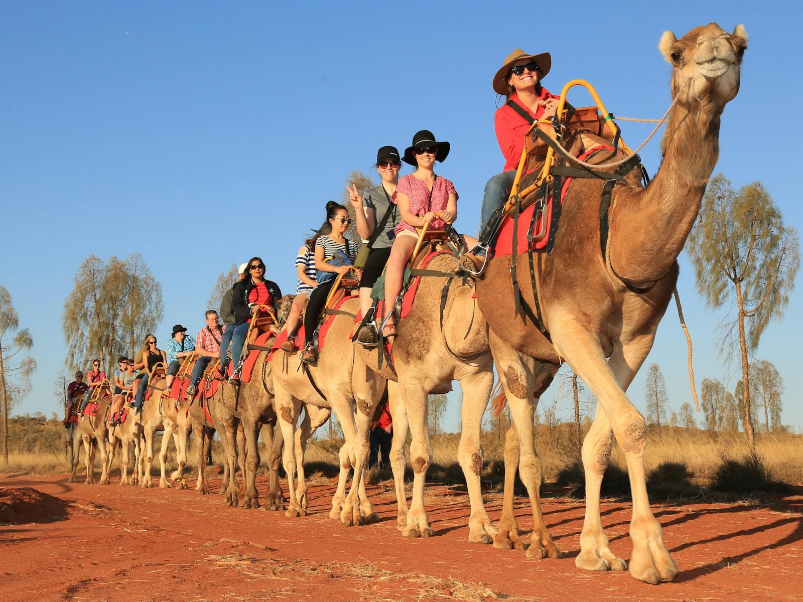 Uluru Camel Tours