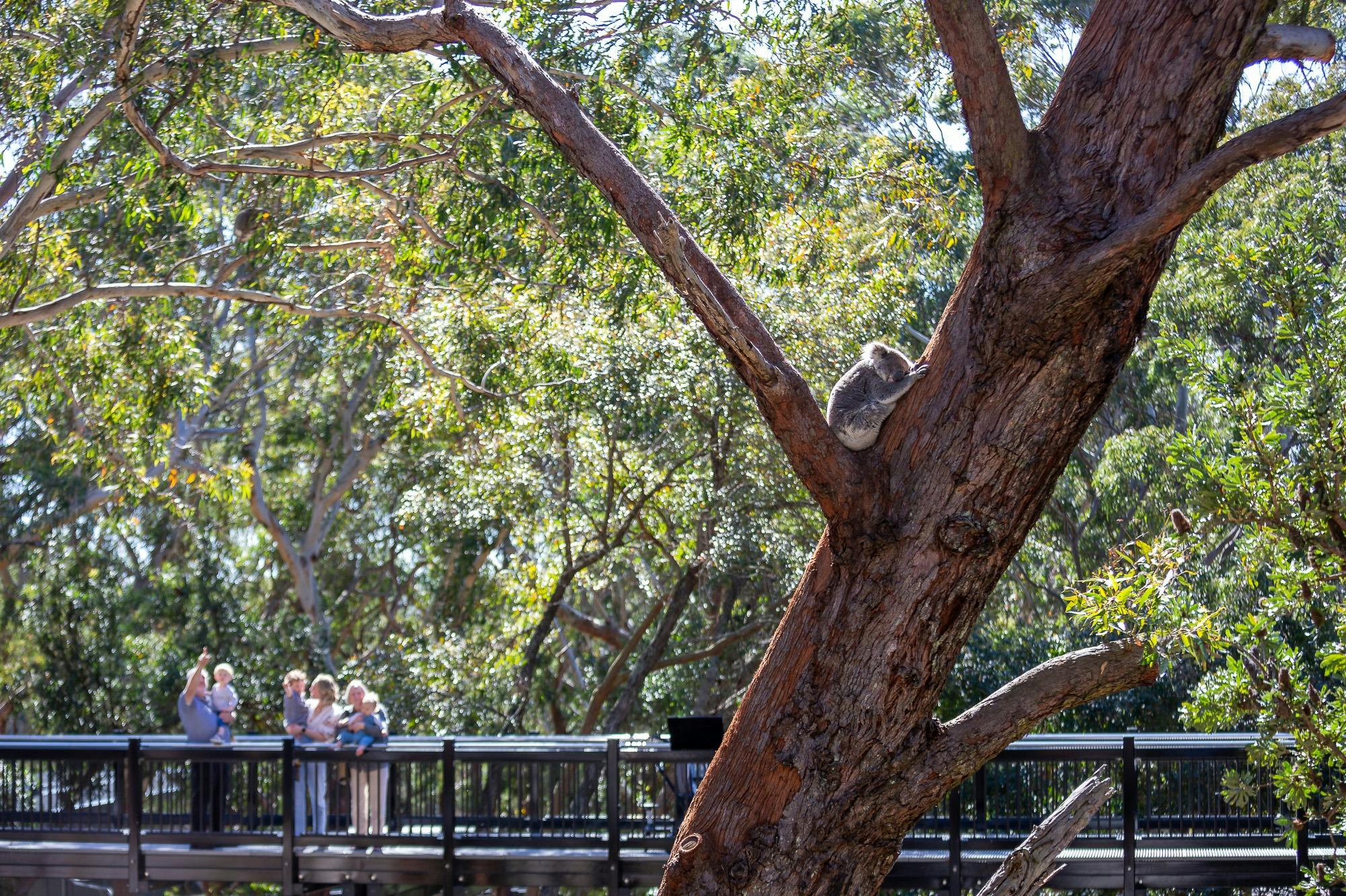 People standing on a raised platform observing a Koala in a tree in front of them