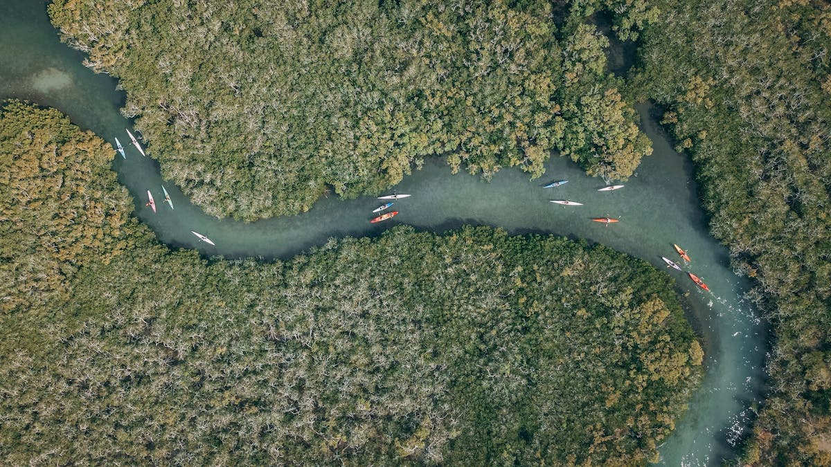 Paddle through Mangroves