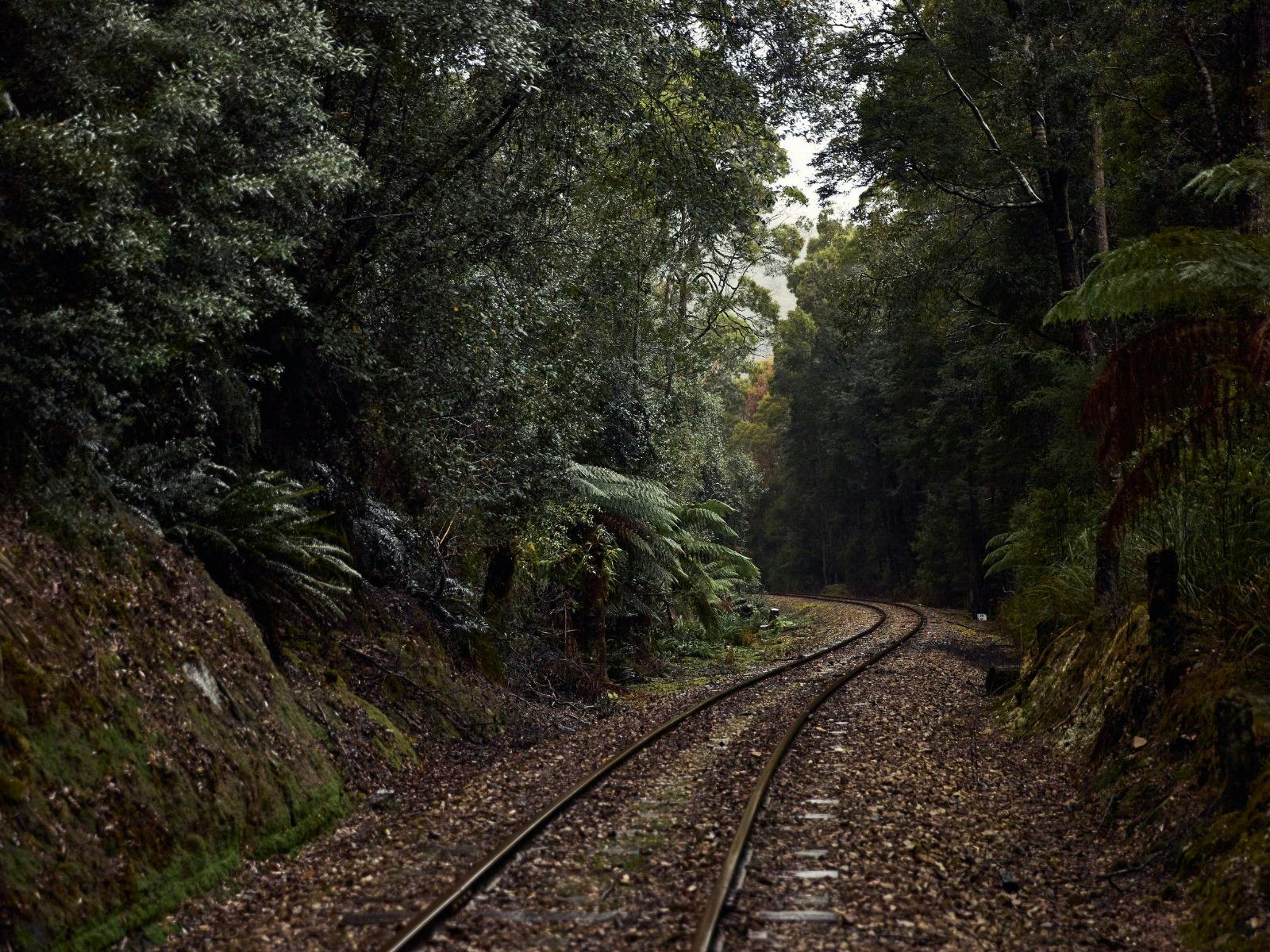 Journey through the rainforest