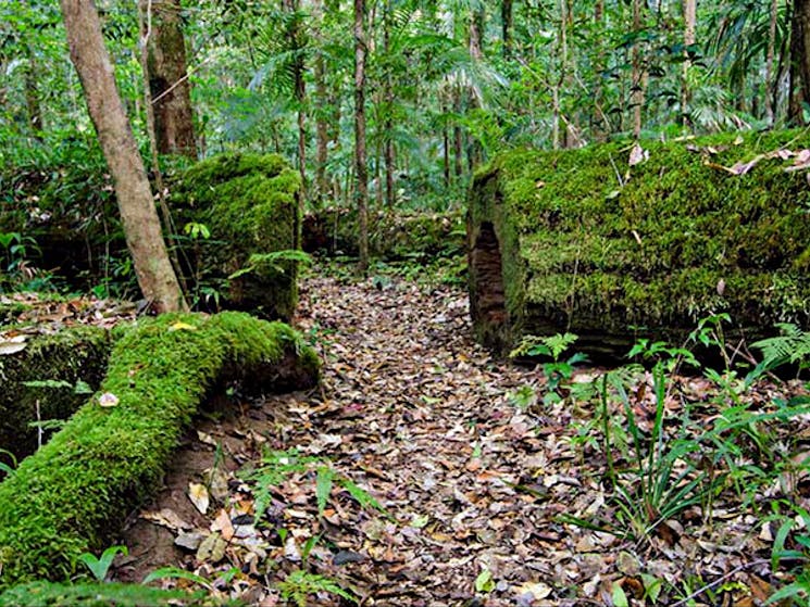 Palm Grove walk moss, Willi Willi National Park. Photo: John Spencer