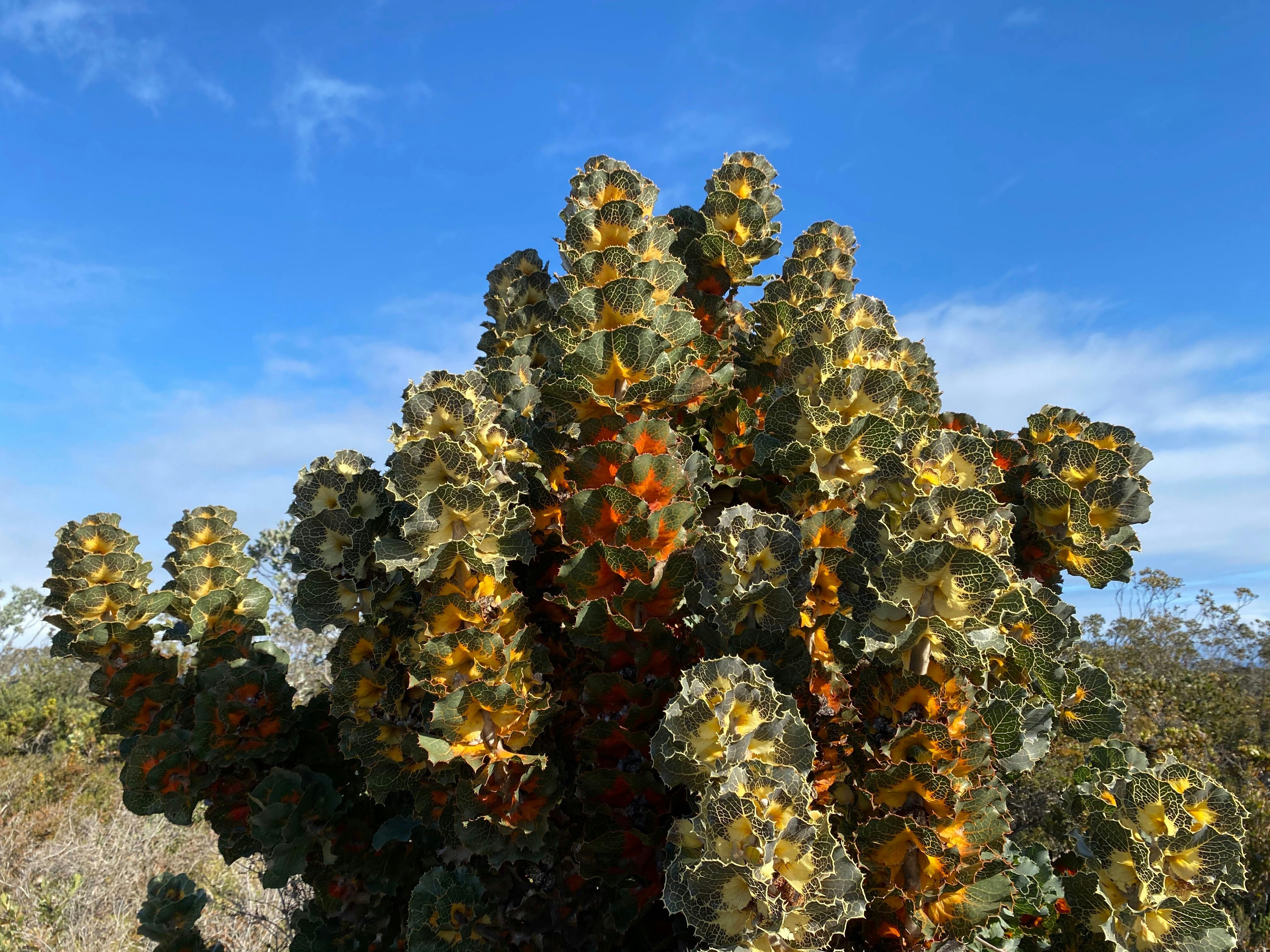 Large multi-coloured endemic Hakea plant  in the Fitzgerald River National Park