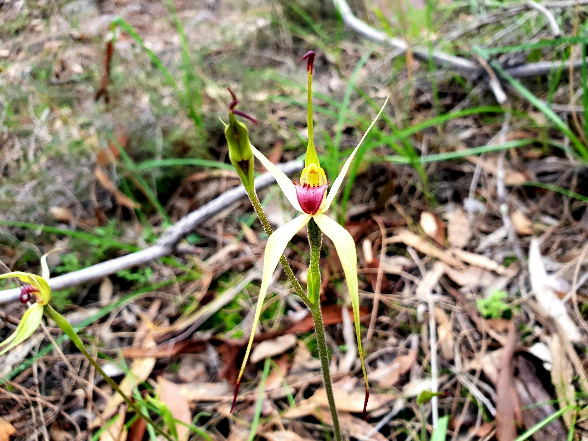 Flowering rare Spider Orchid